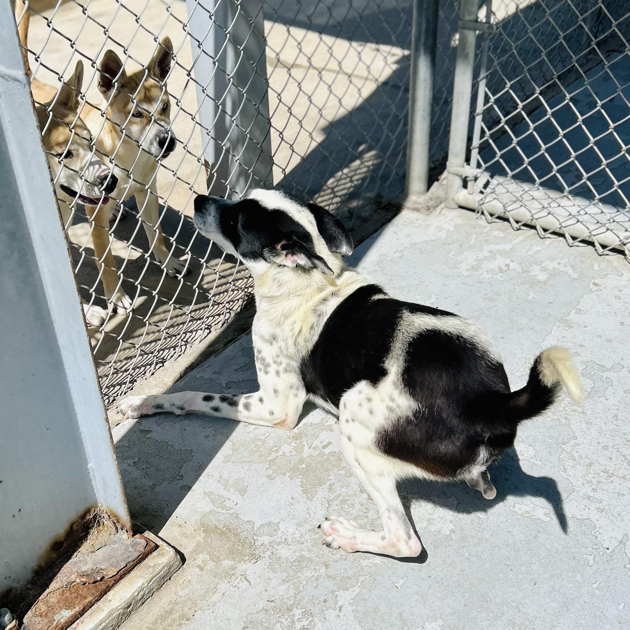 Enlarge Glitch, a ADOPTABLE mixed breed in Seguin, TX image 4/5