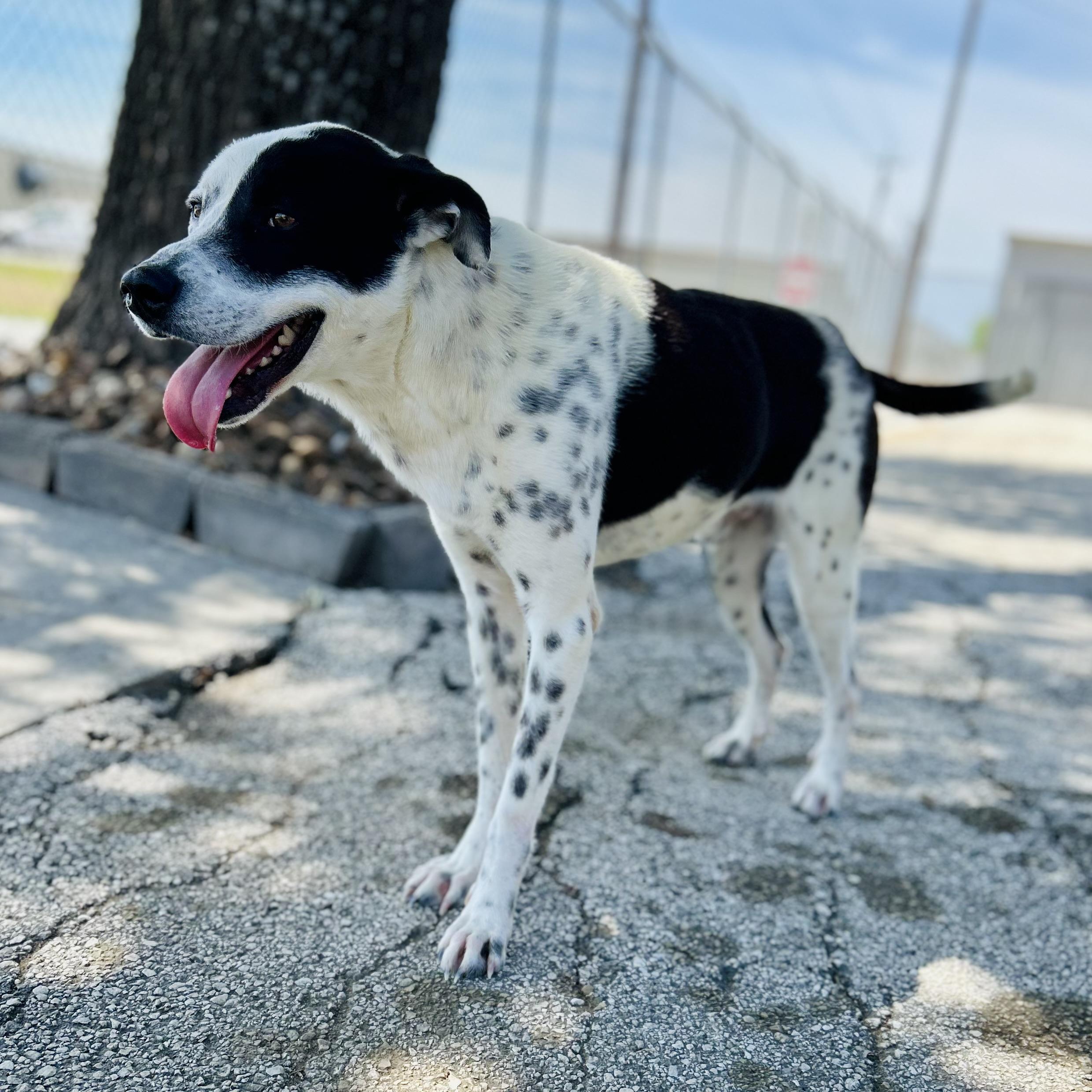Enlarge Glitch, a ADOPTABLE mixed breed in Seguin, TX image 3/5