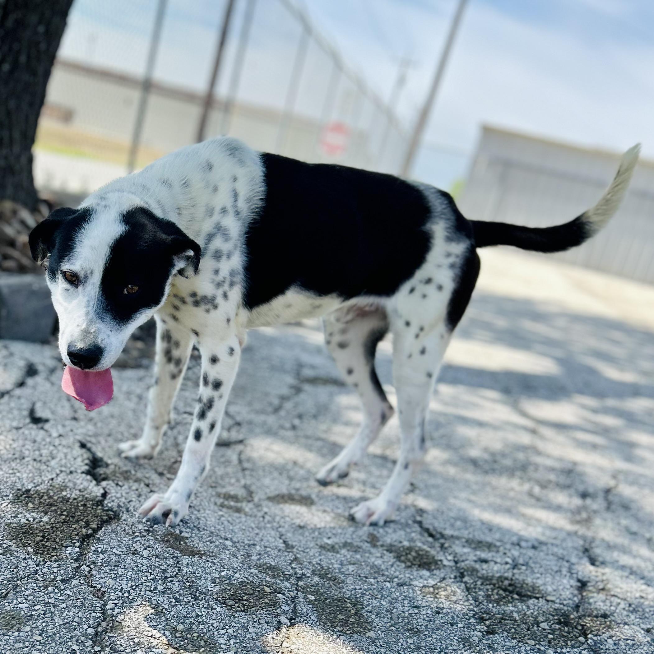 Enlarge Glitch, a ADOPTABLE mixed breed in Seguin, TX image 2/5