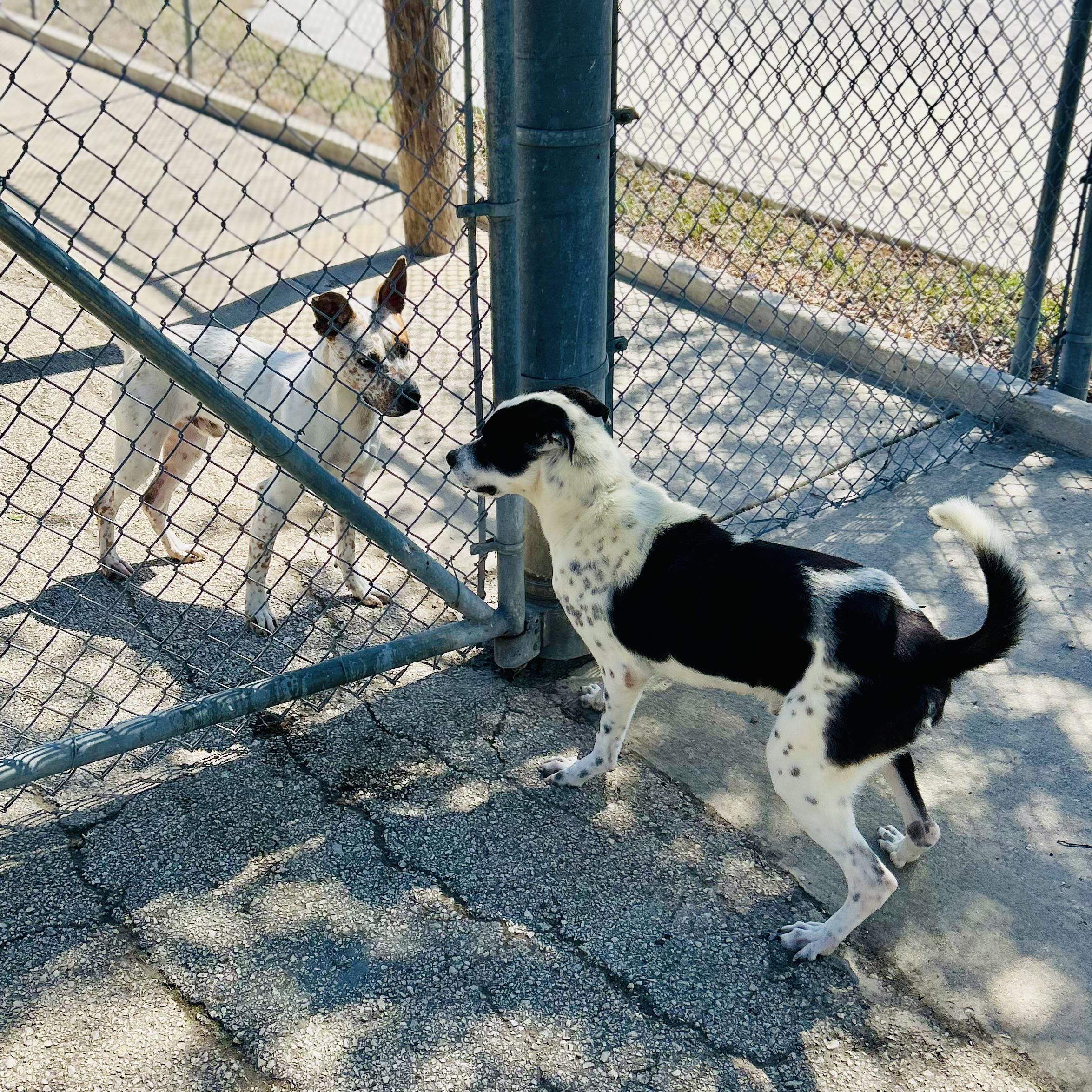 Enlarge Glitch, a ADOPTABLE mixed breed in Seguin, TX image 5/5