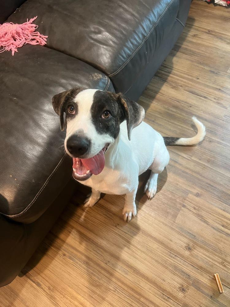 Darcie, Adopted, Puppy Female Catahoula Leopard Dog.