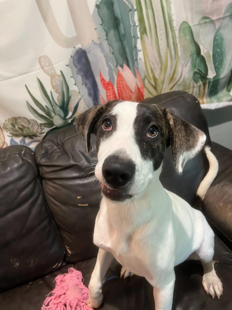 Enlarge Darcie, a Adopted mixed breed in Sealy, TX image 2/4