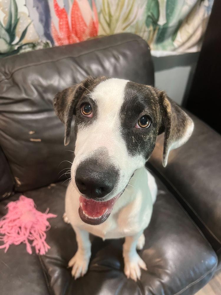 Enlarge Darcie, a Adopted mixed breed in Sealy, TX image 3/4