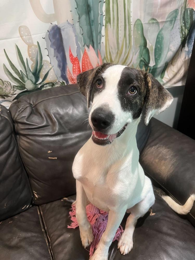 Enlarge Darcie, a Adopted mixed breed in Sealy, TX image 4/4