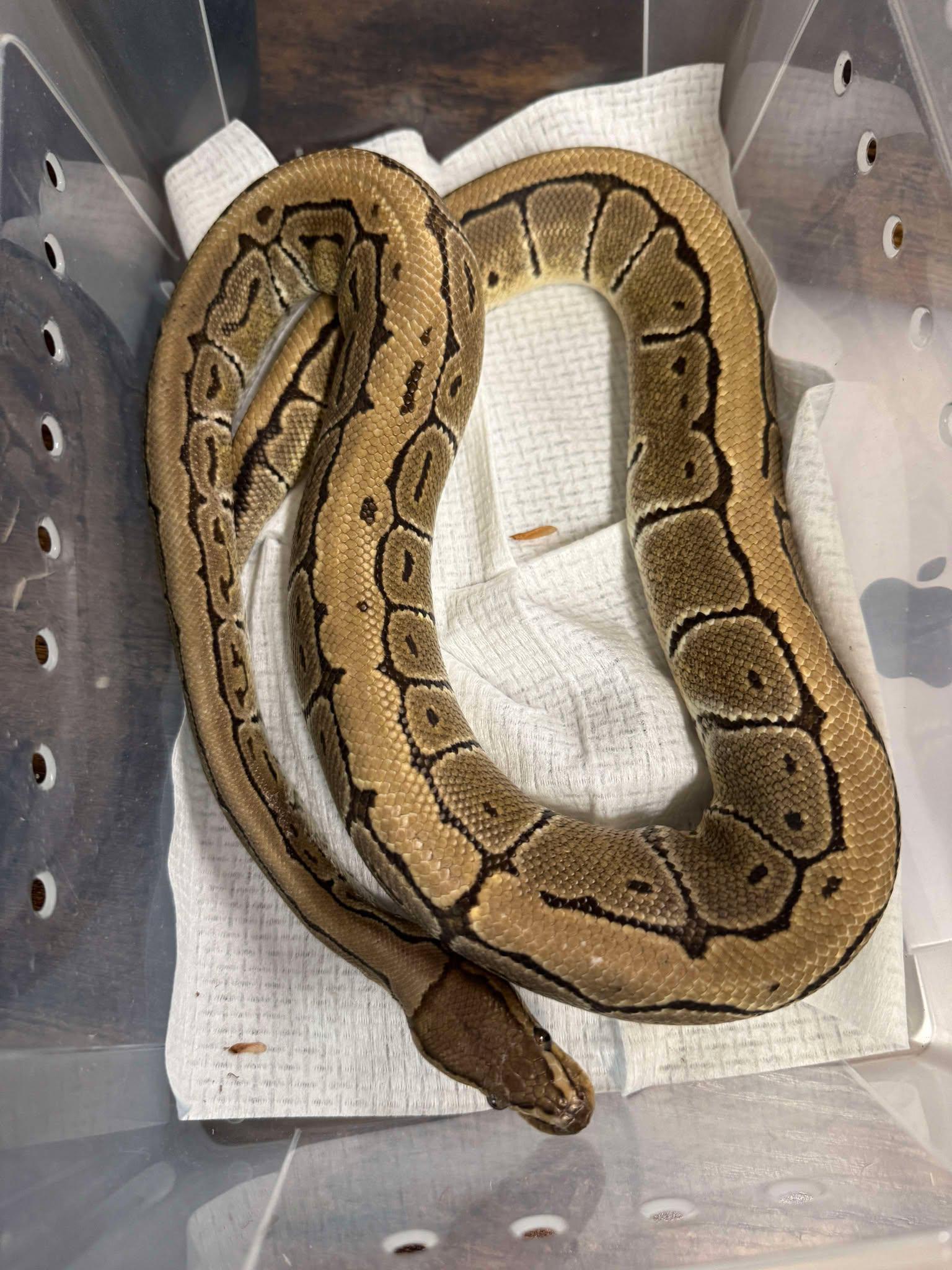 Cowboy, Adoptable, Young Unknown Ball Python.