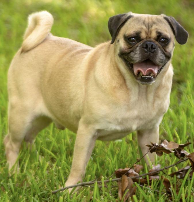 Gomez, Adoptable, Young Male Pug.