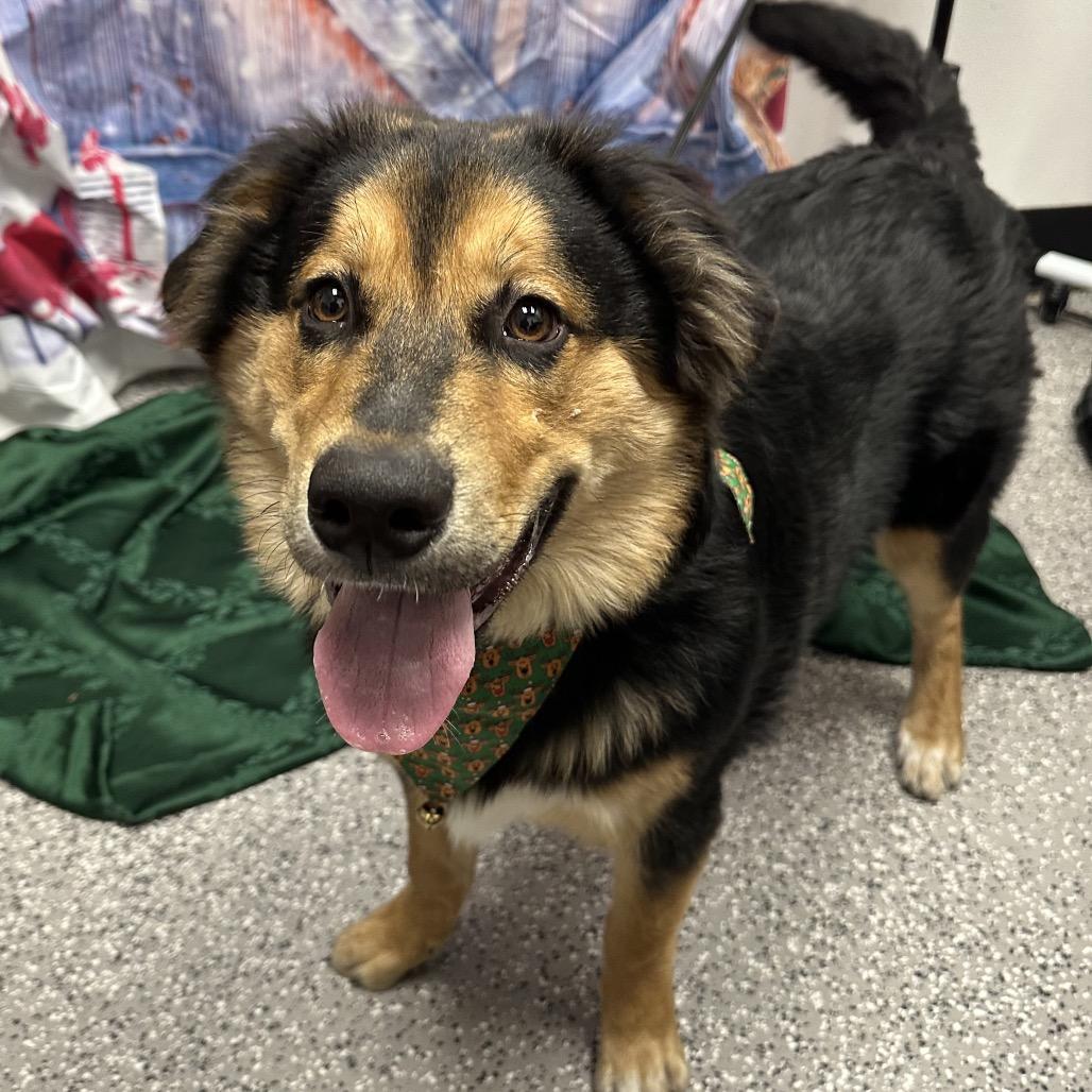 Bolt, Adoptable, Adult Male Australian Shepherd.