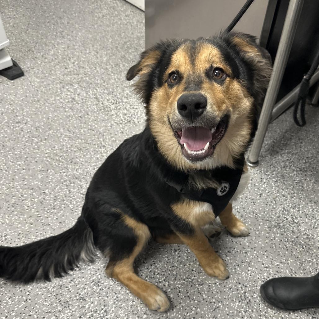 Enlarge Bolt, a Adoptable mixed breed in Henderson, NV image 2/2