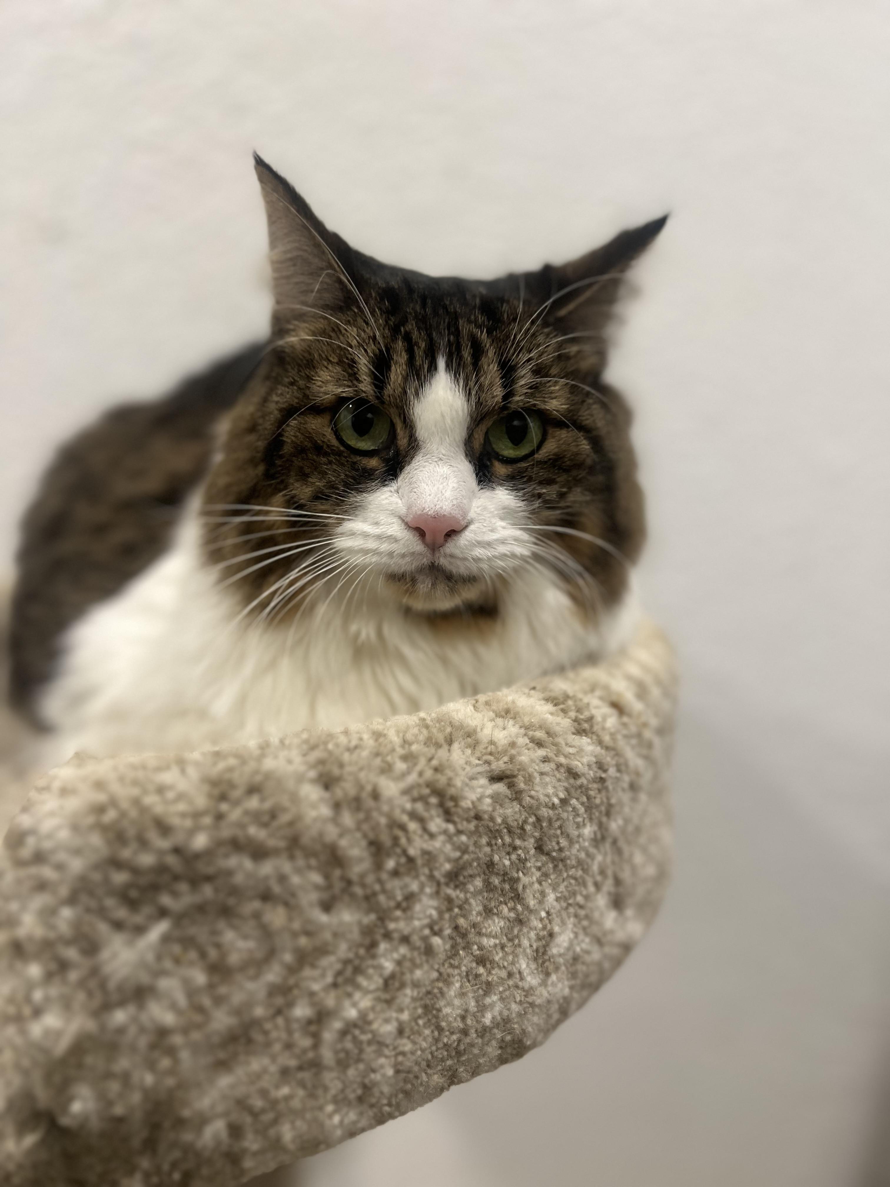 Princess, a Adoptable Domestic Long Hair in Rio Linda, CA image 3/5
