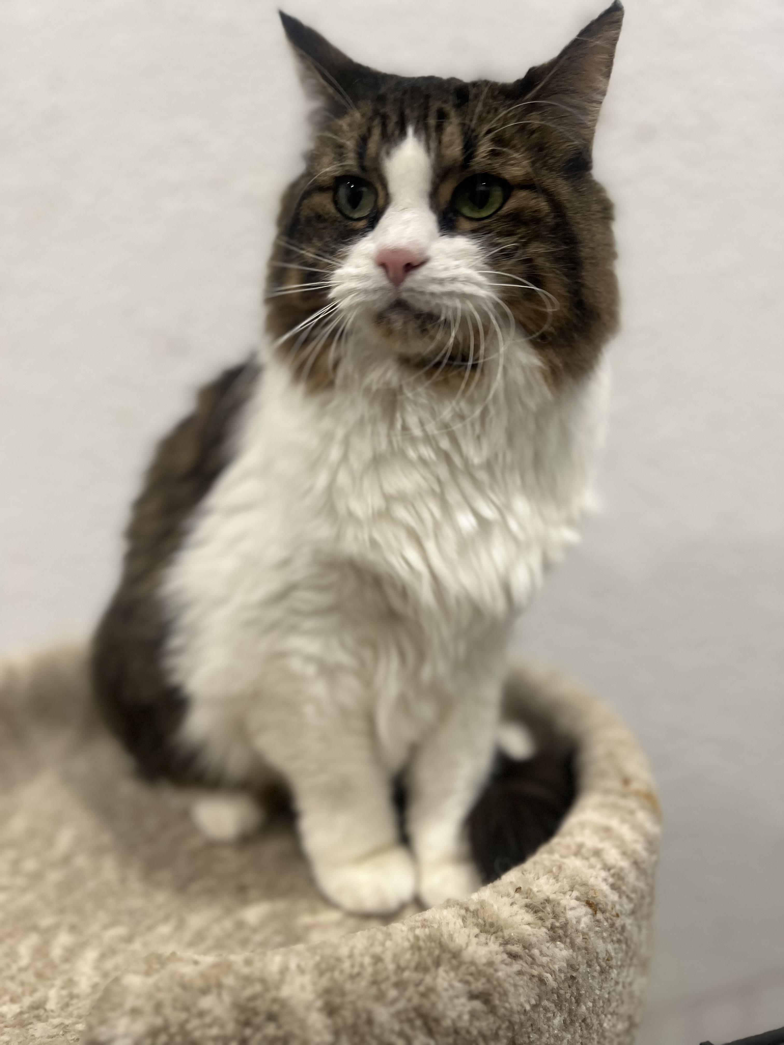 Princess, a Adoptable Domestic Long Hair in Rio Linda, CA image 1/5