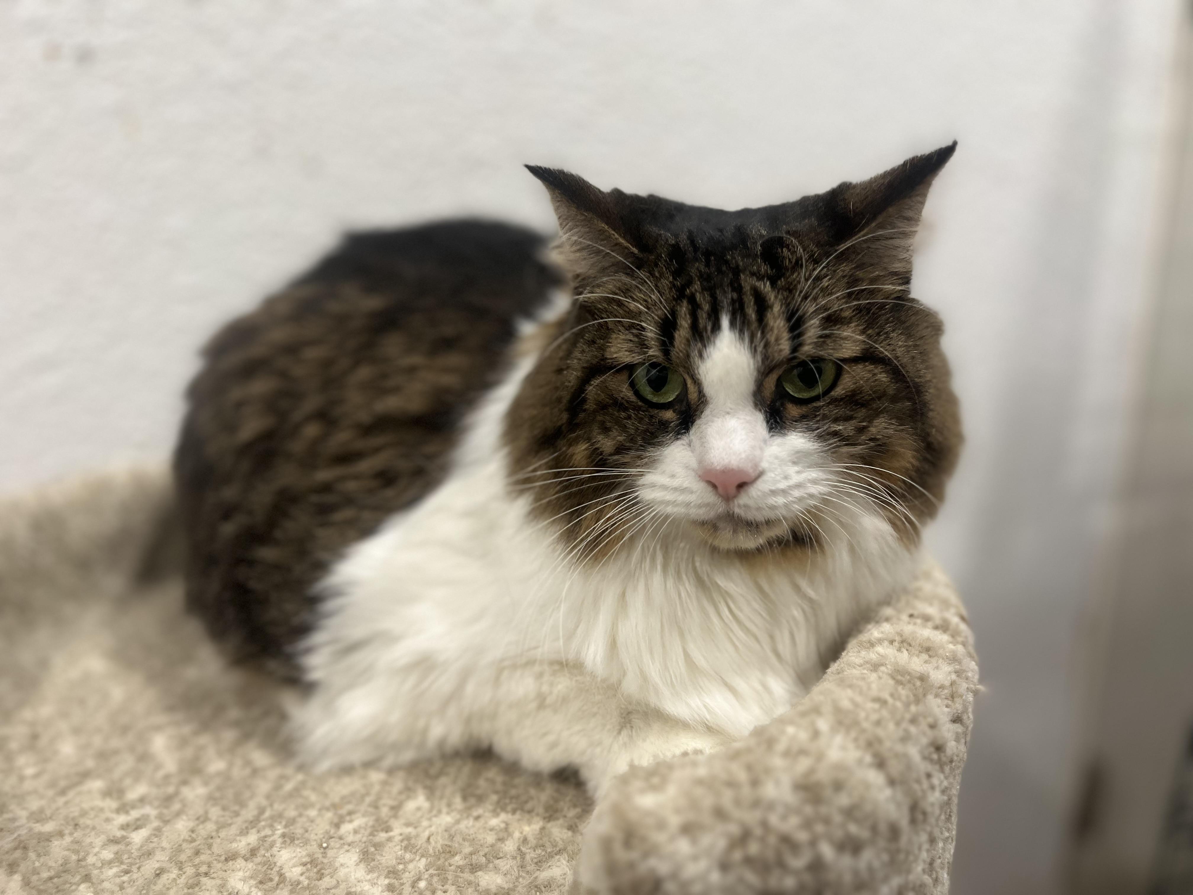 Princess, a Adoptable Domestic Long Hair in Rio Linda, CA image 5/5