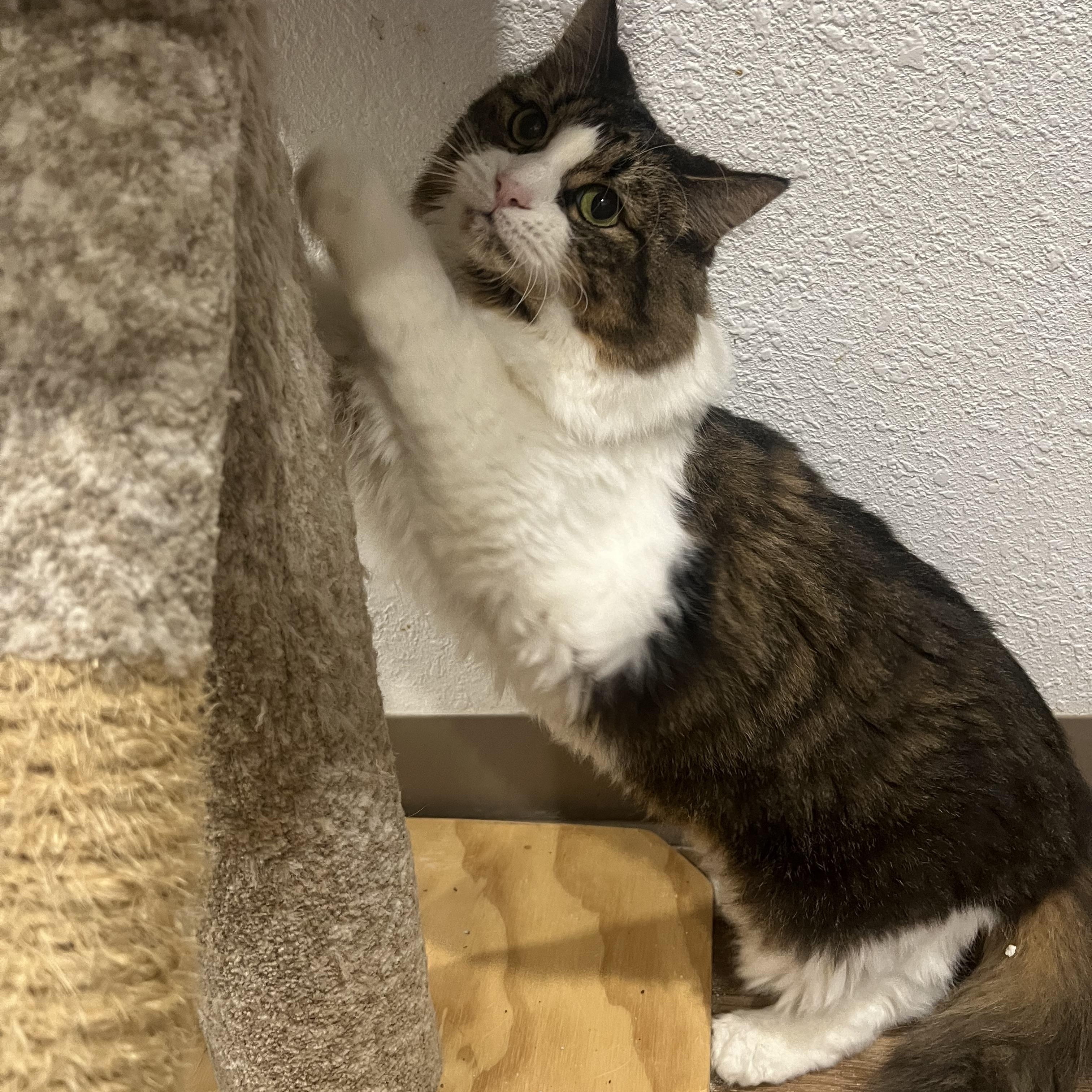 Princess, a Adoptable Domestic Long Hair in Rio Linda, CA image 2/5