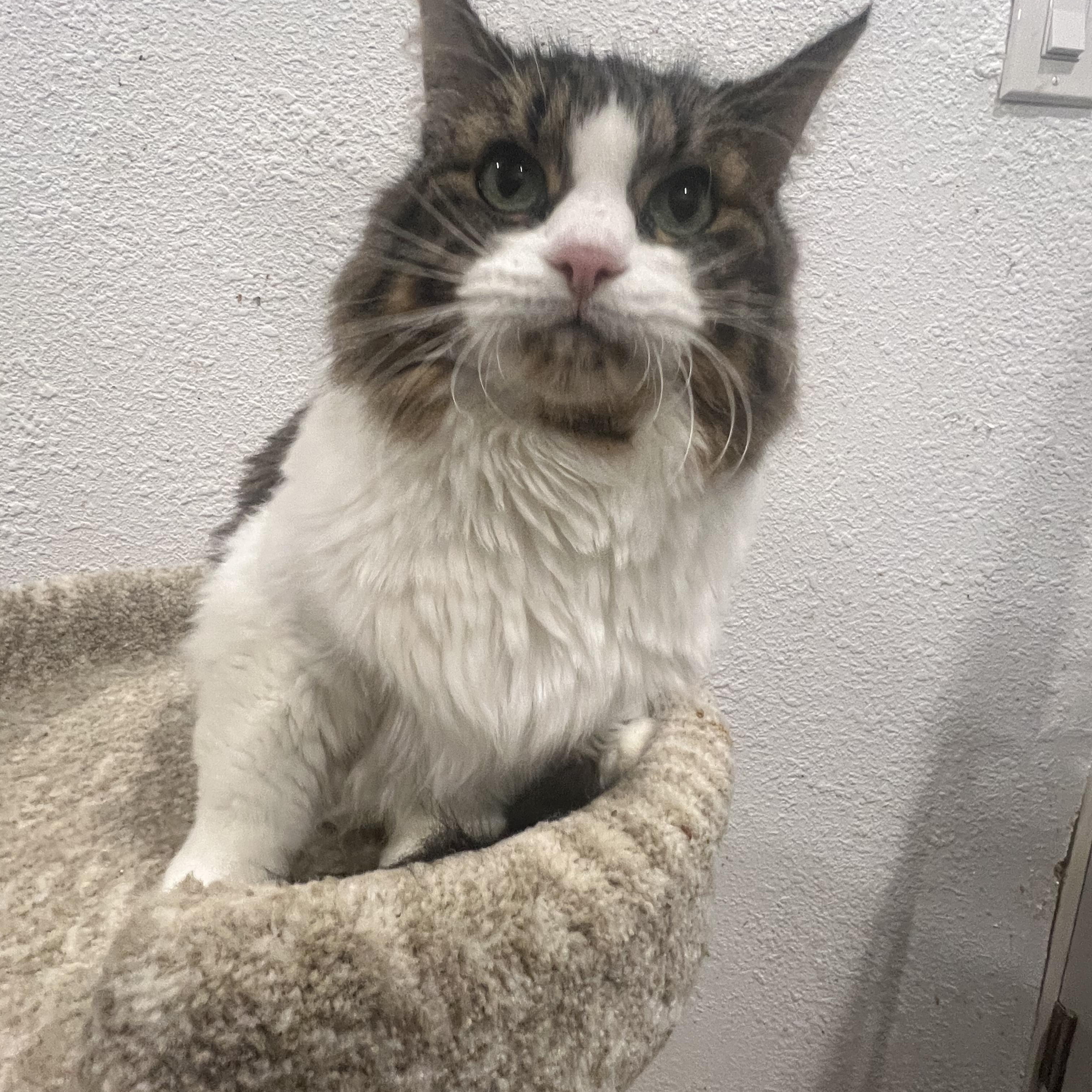 Princess, a Adoptable Domestic Long Hair in Rio Linda, CA image 4/5