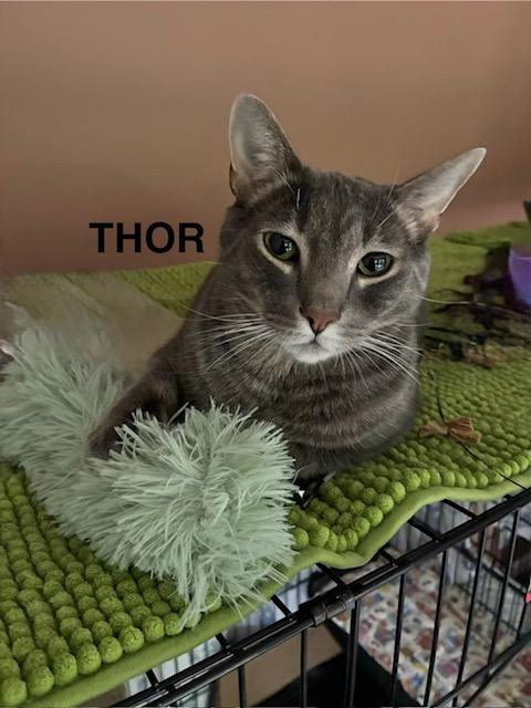 Thor, Adoptable, Adult Male Domestic Short Hair.