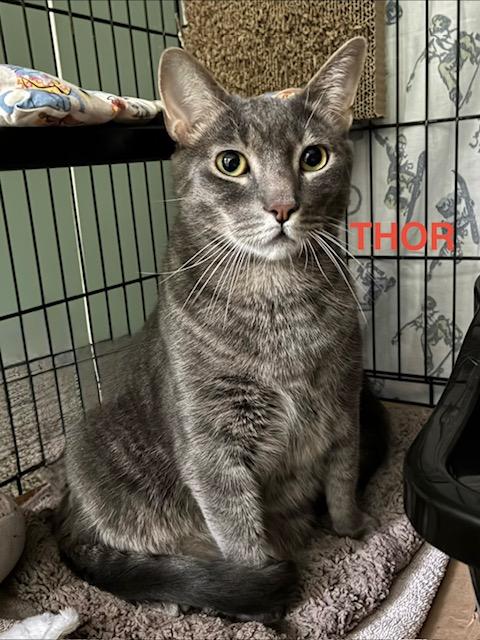 Enlarge Thor, a Adoptable Domestic Short Hair in Pompton Lakes, NJ image 1/1