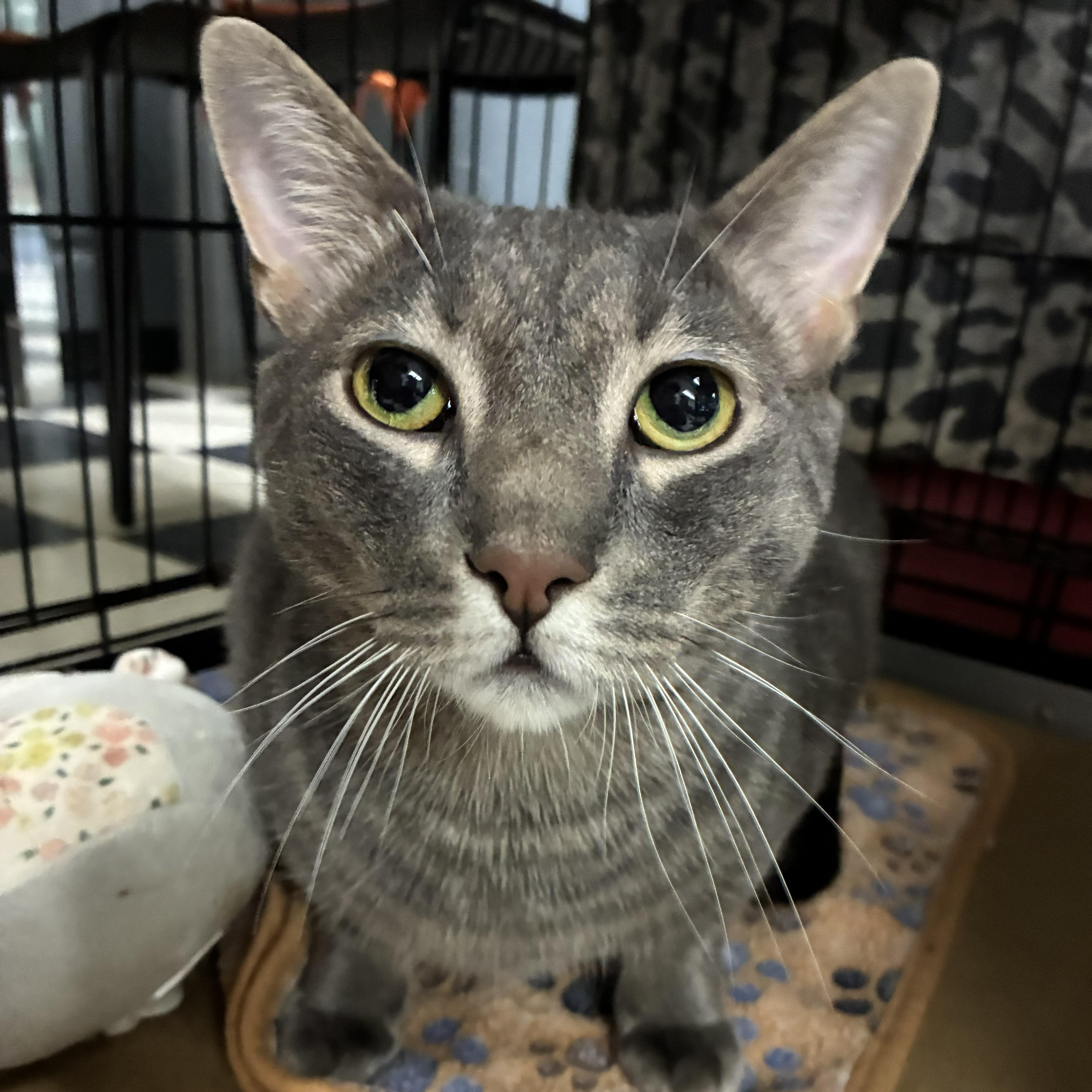 Enlarge Thor, a ADOPTABLE Domestic Short Hair in Pompton Lakes, NJ image 1/1
