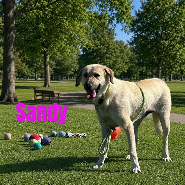 Enlarge Sandy, a ADOPTABLE mixed breed in Truth or Consequences , NM image 4/6