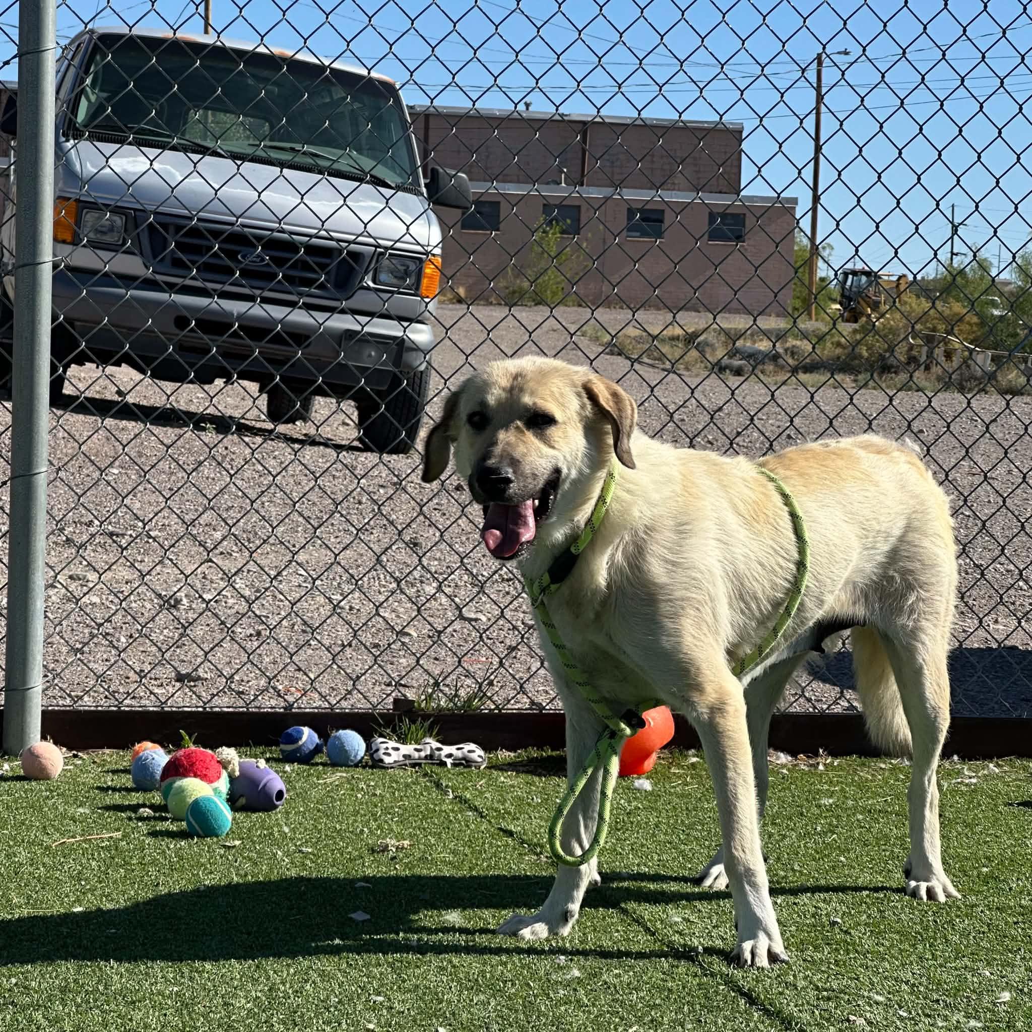 Enlarge Sandy, a ADOPTABLE mixed breed in Truth or Consequences , NM image 6/6