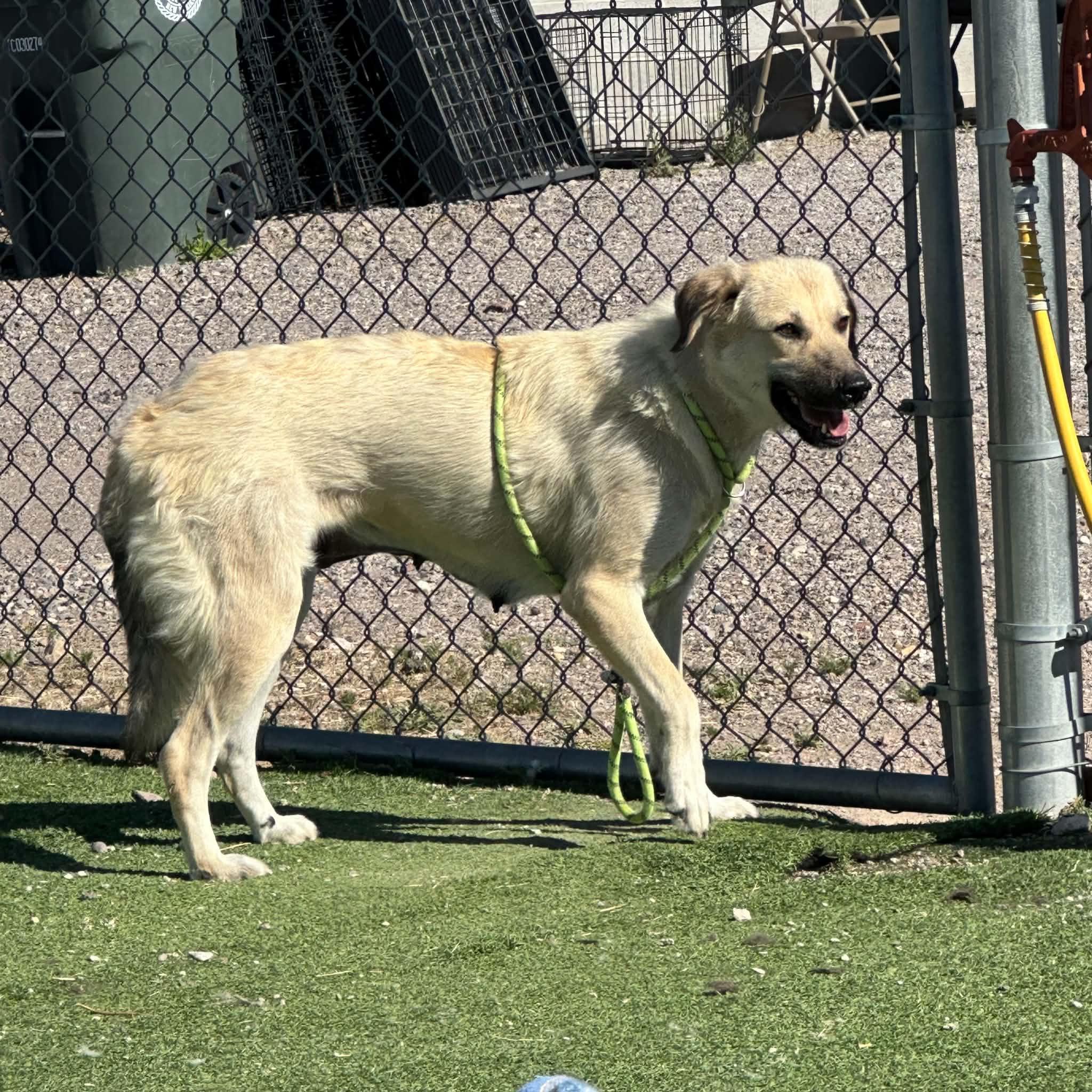 Enlarge Sandy, a ADOPTABLE mixed breed in Truth or Consequences , NM image 5/6