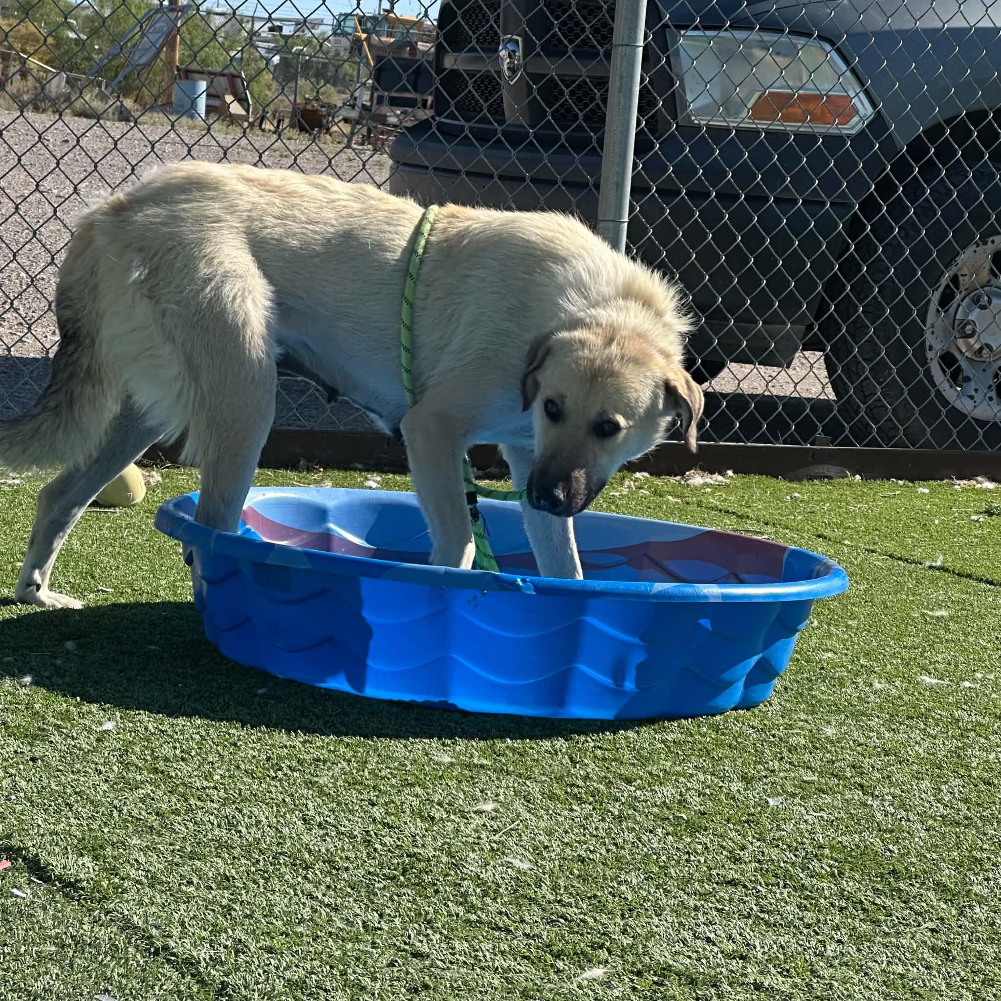 Enlarge Sandy, a ADOPTABLE mixed breed in Truth or Consequences , NM image 2/6