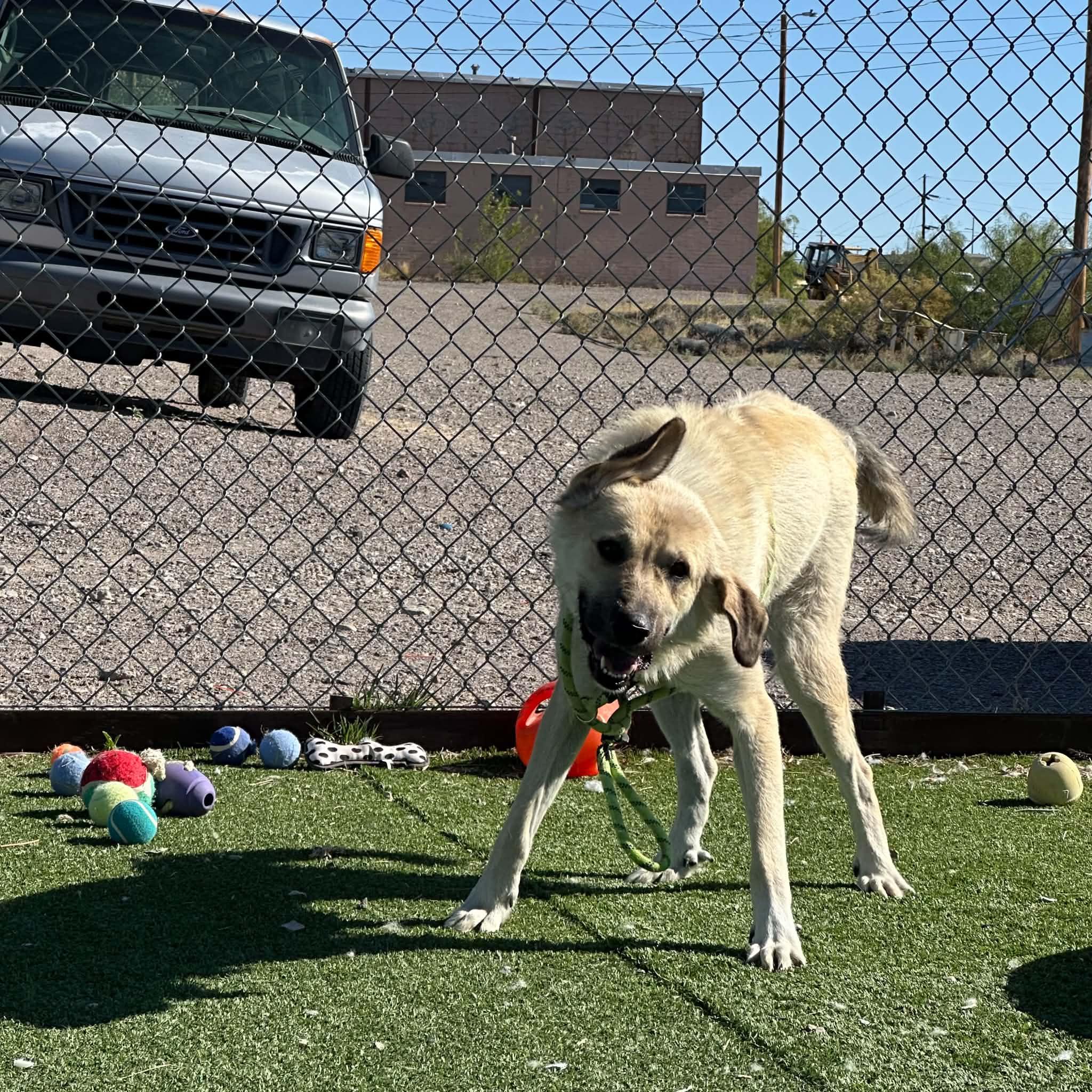 Enlarge Sandy, a ADOPTABLE mixed breed in Truth or Consequences , NM image 3/6