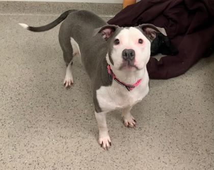 Khloe Jane (bonded to Vida) — thumbnail 3