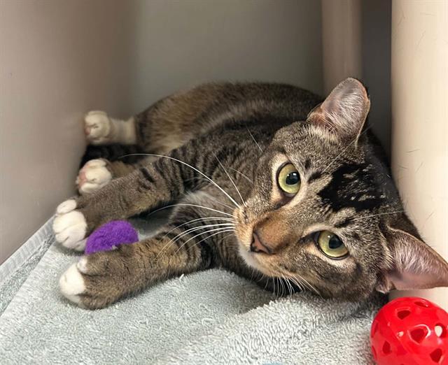 TANGO, Adoptable, Young Male Domestic Short Hair.