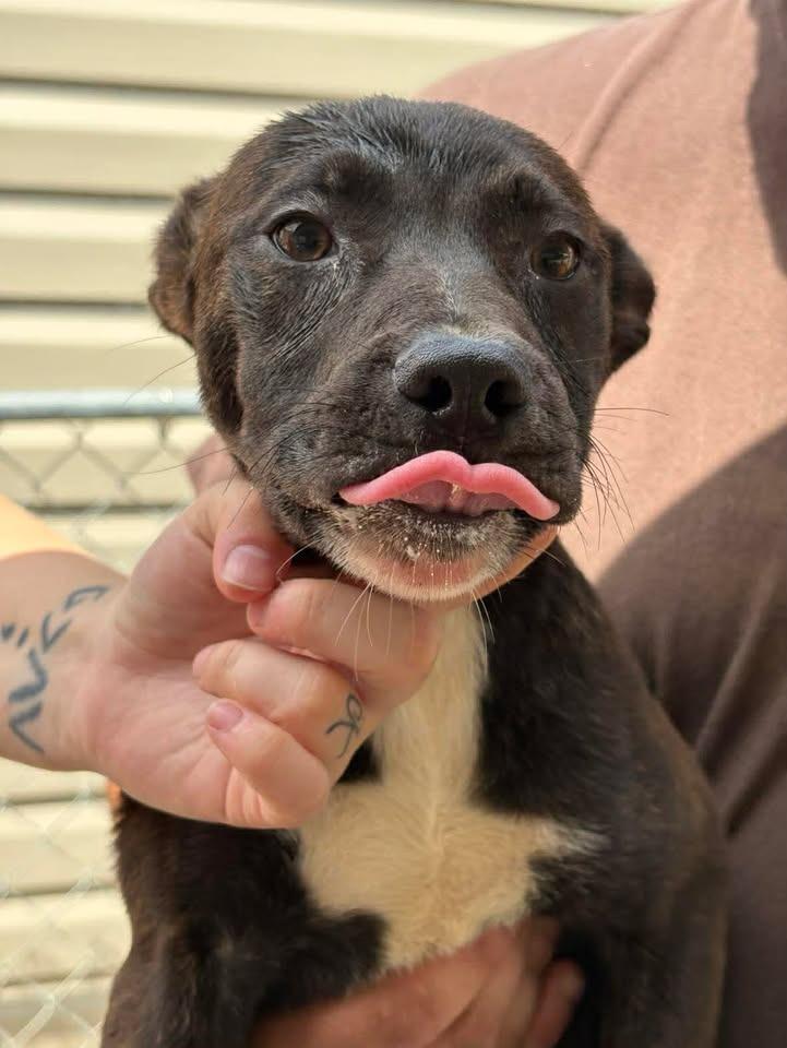 Gina, Adoptable, Puppy Female Mixed Breed.