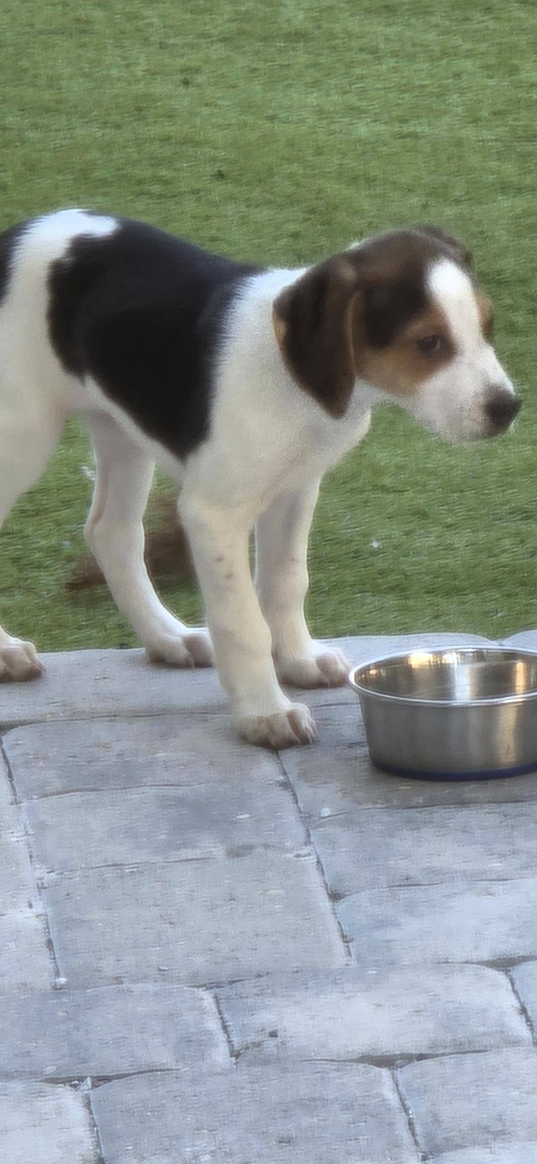 Clover, adoptable, Puppy Female Treeing Walker Coonhound.