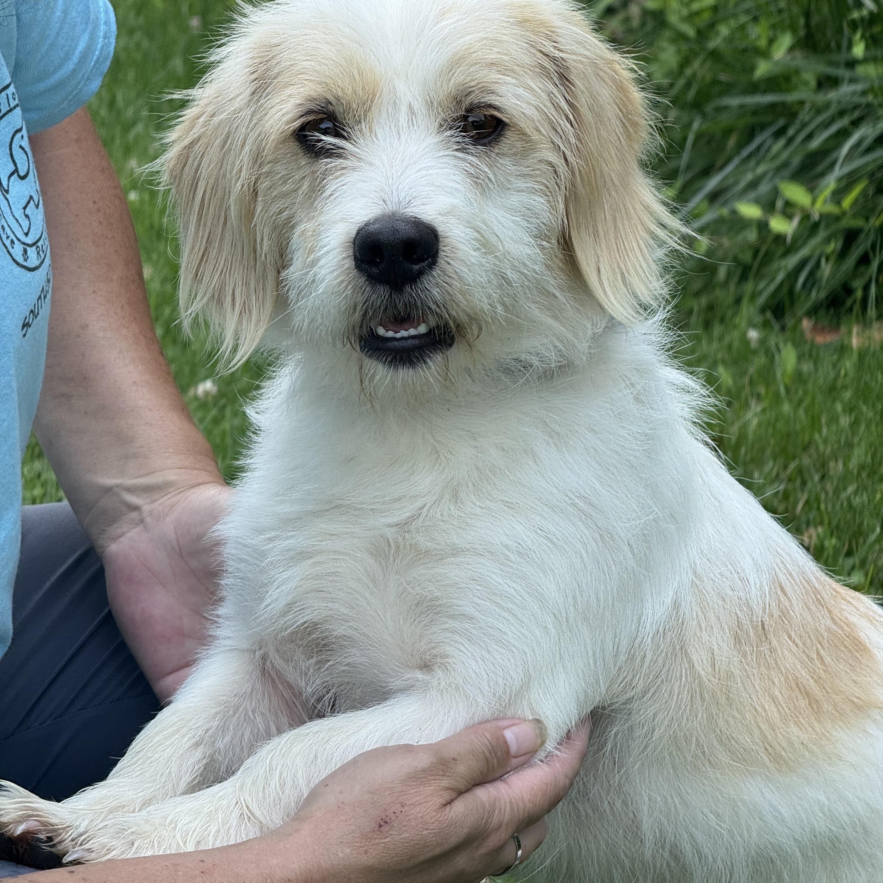Norman, an adopted mixed breed in Richmond, VA image 6/6