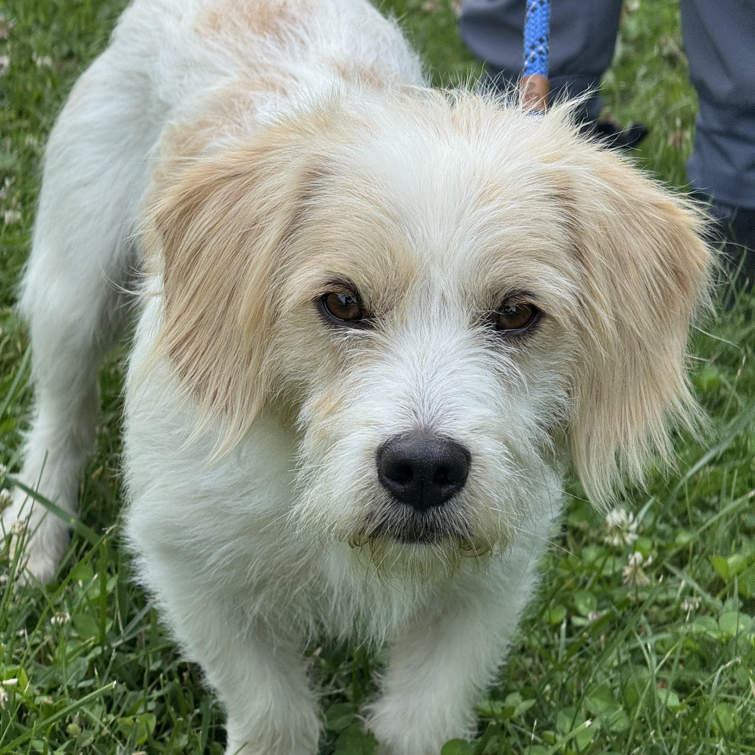 Norman, an adopted mixed breed in Richmond, VA image 4/6