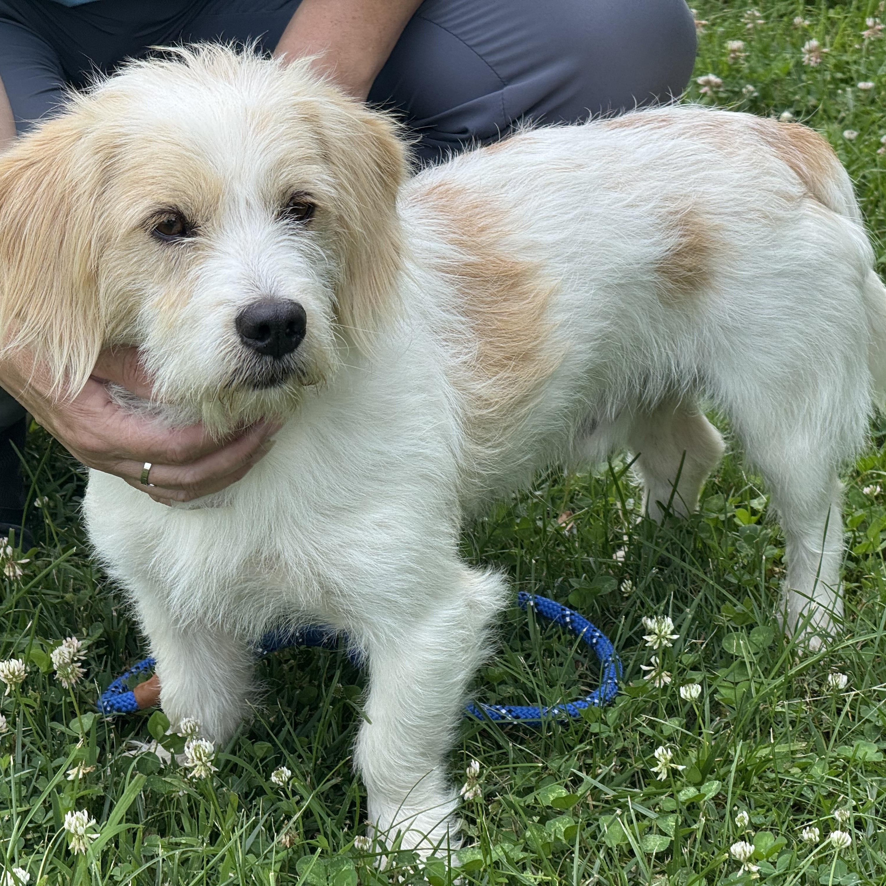 Norman, an adopted mixed breed in Richmond, VA image 2/6