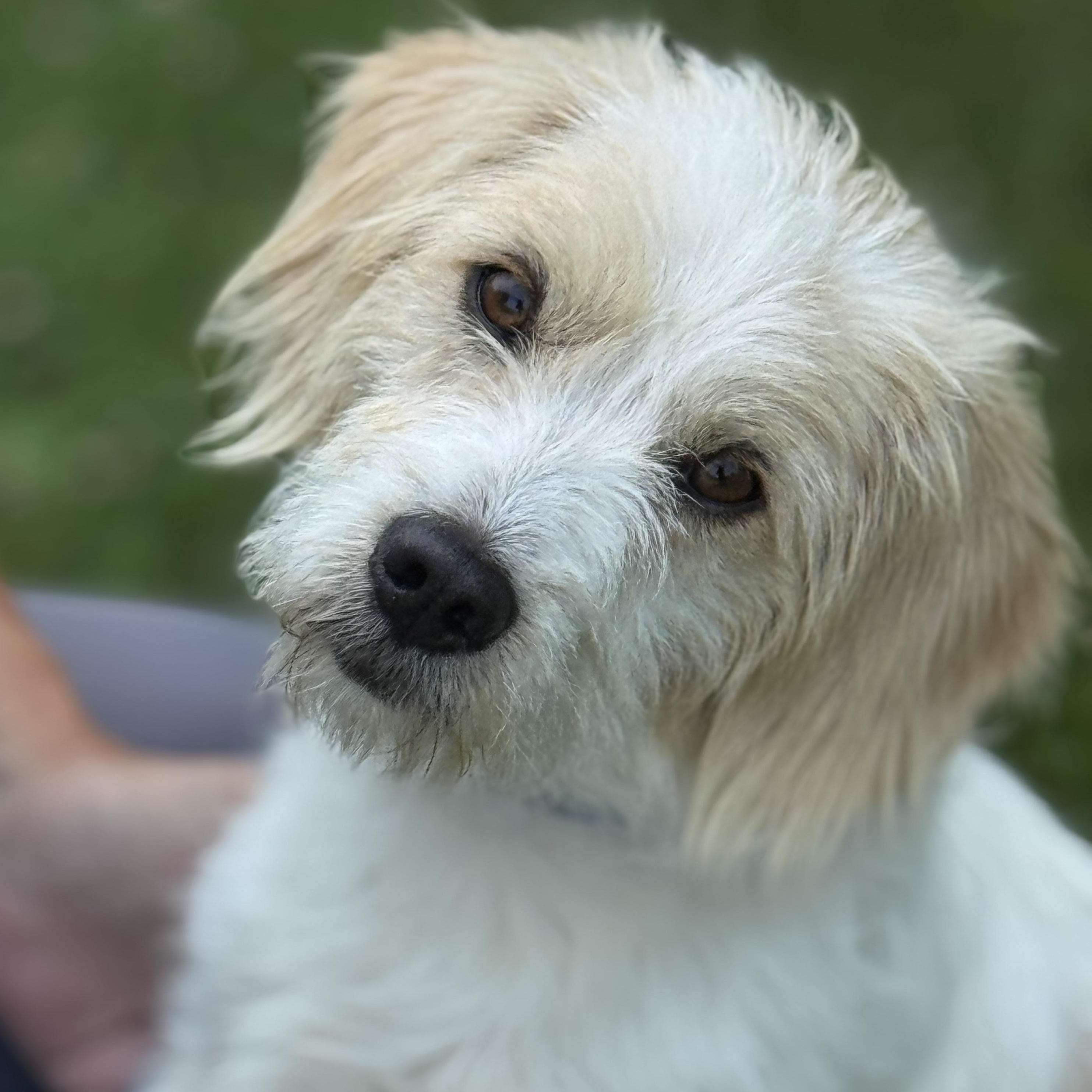Norman, an adopted mixed breed in Richmond, VA image 1/6