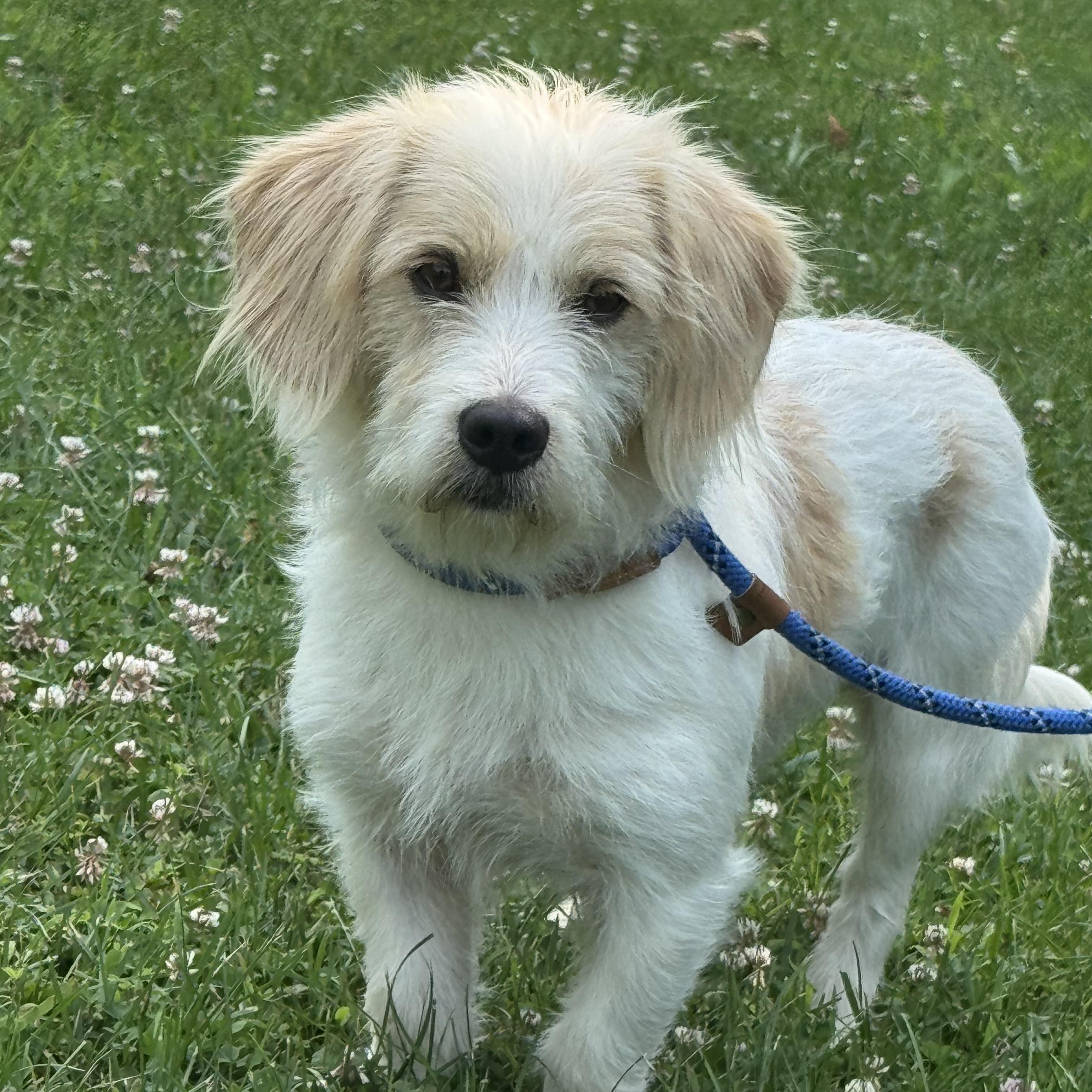 Norman, an adopted mixed breed in Richmond, VA image 5/6