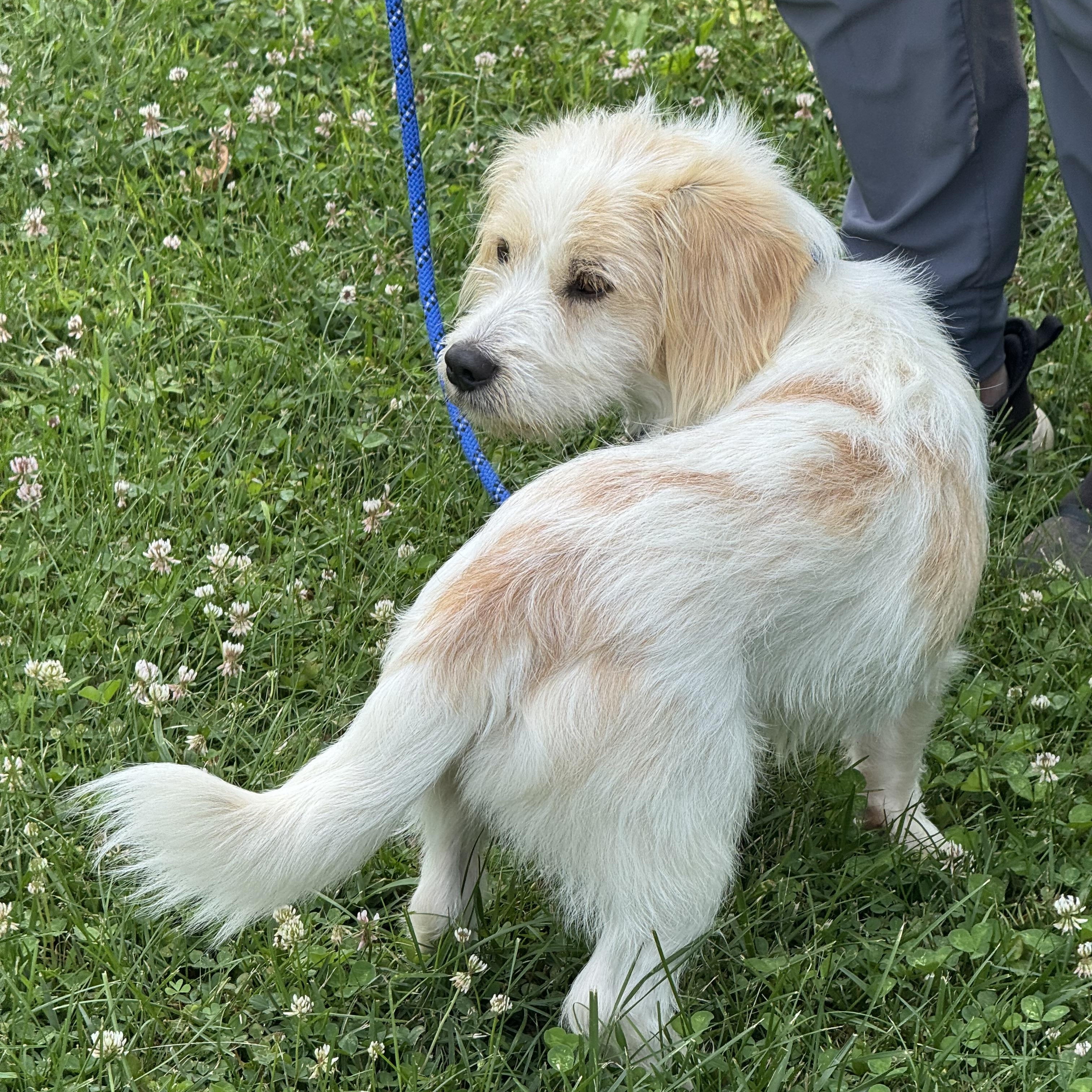 Norman, an adopted mixed breed in Richmond, VA image 3/6