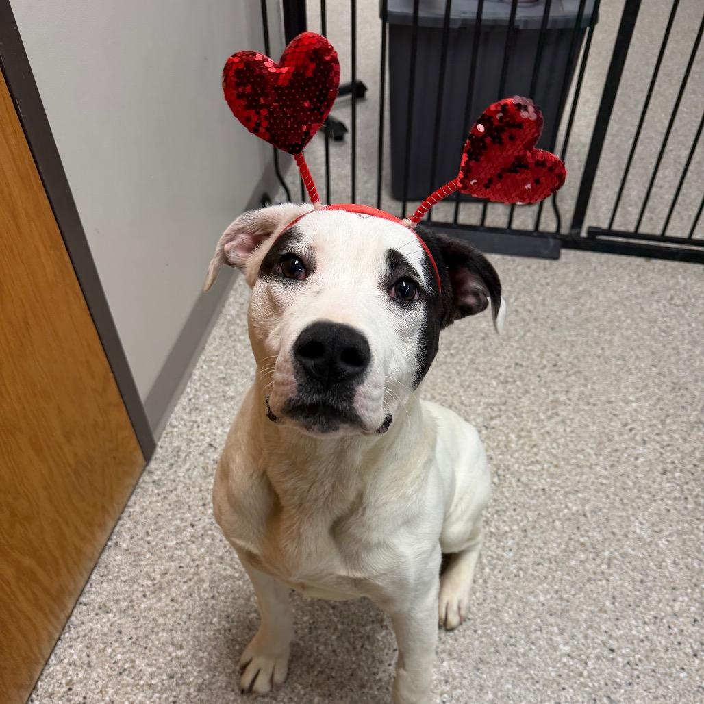 Scooter, Adoptable, Young Male Mixed Breed.