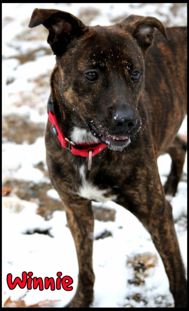 Winnie, Adoptable, Adult Female Terrier.