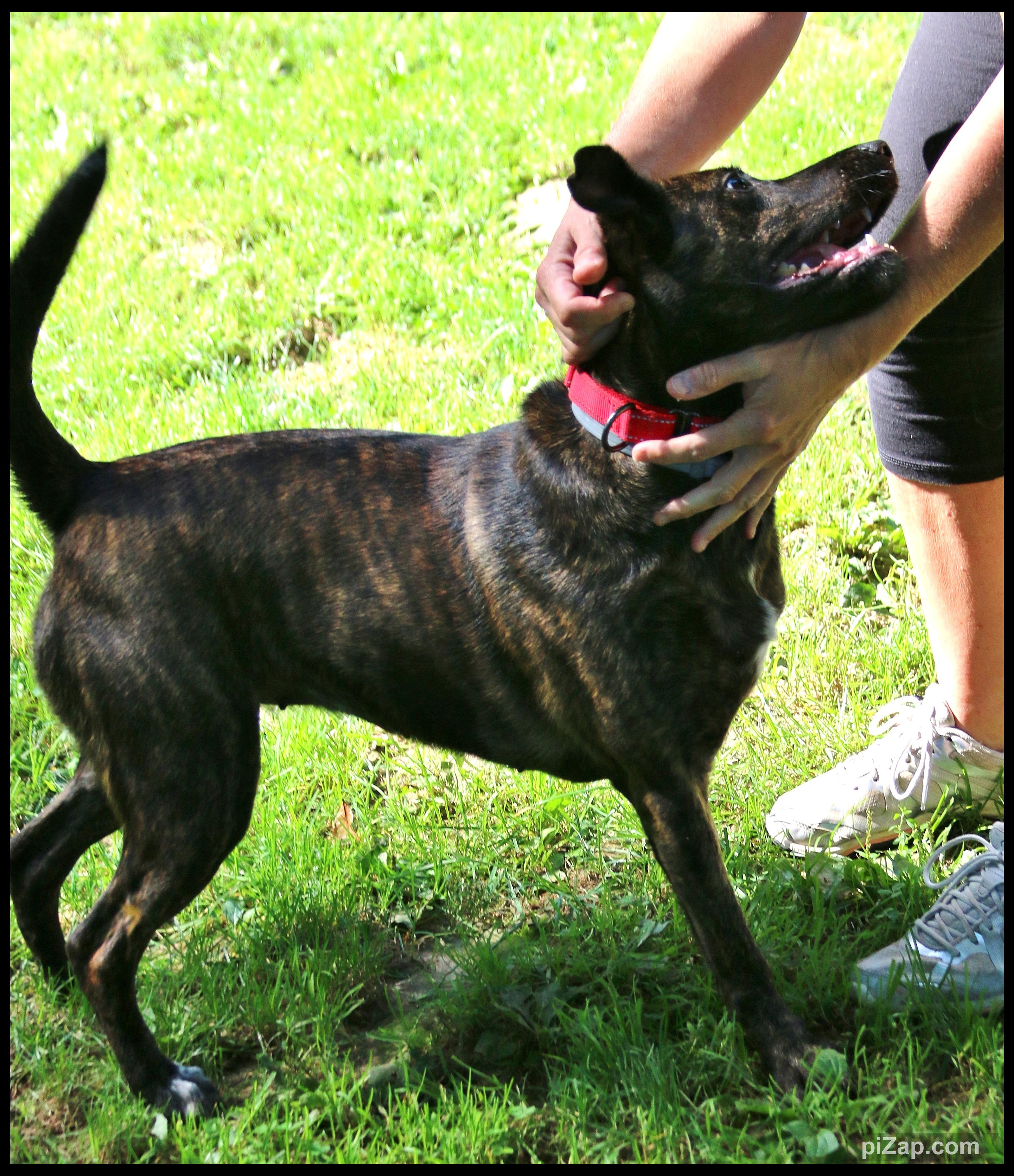 Enlarge Winnie, a Adoptable mixed breed in Shippenville, PA image 6/6