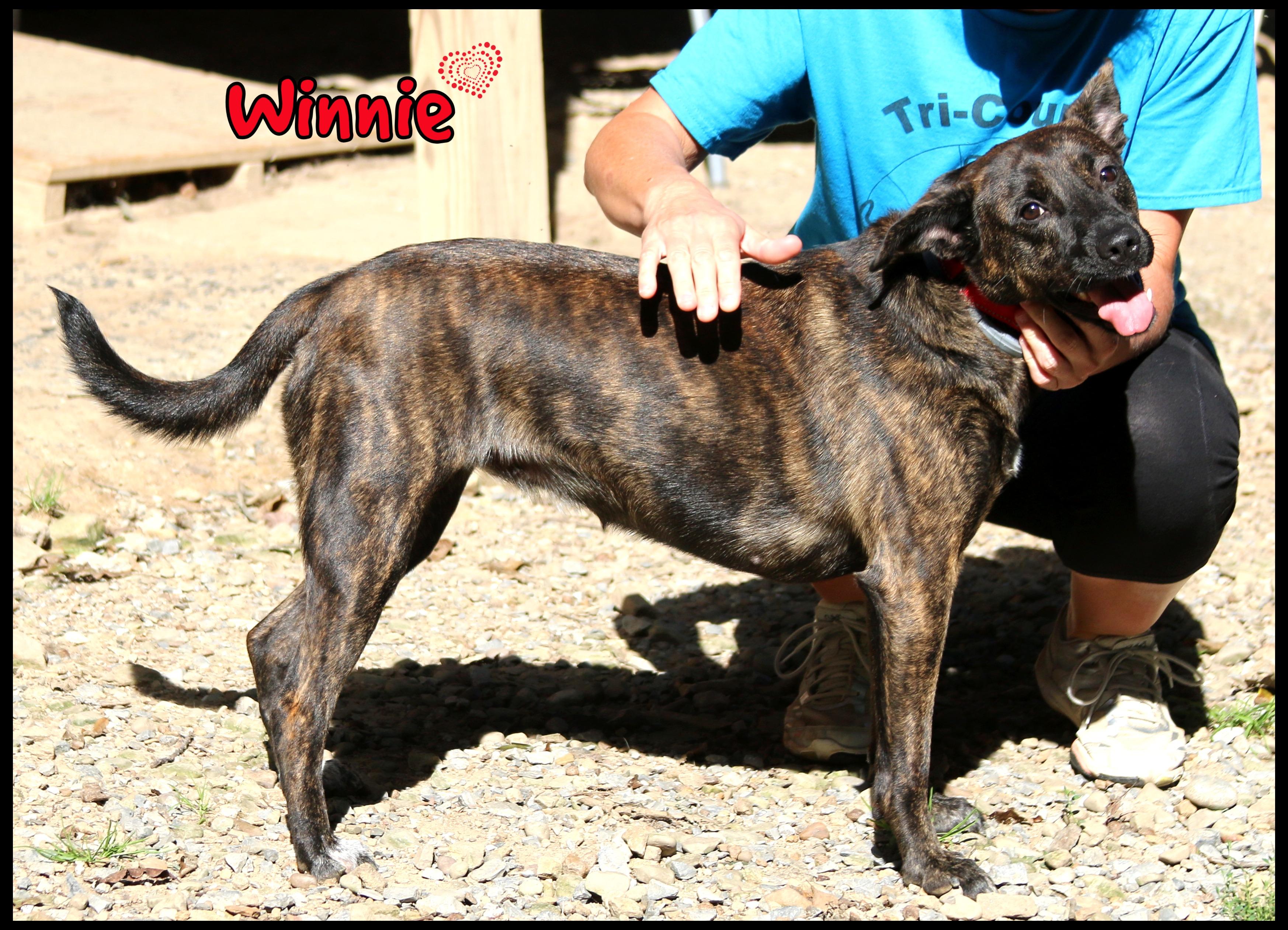 Enlarge Winnie, a Adoptable mixed breed in Shippenville, PA image 1/6