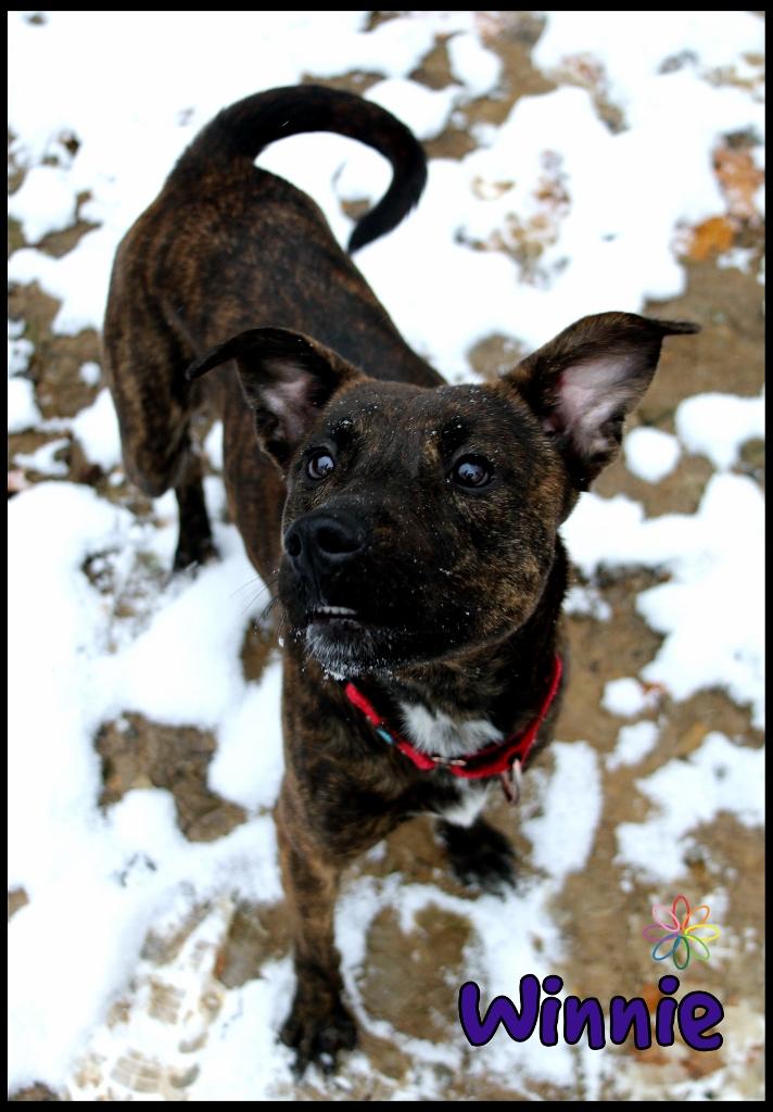 Winnie, Adoptable, Adult Female Terrier.