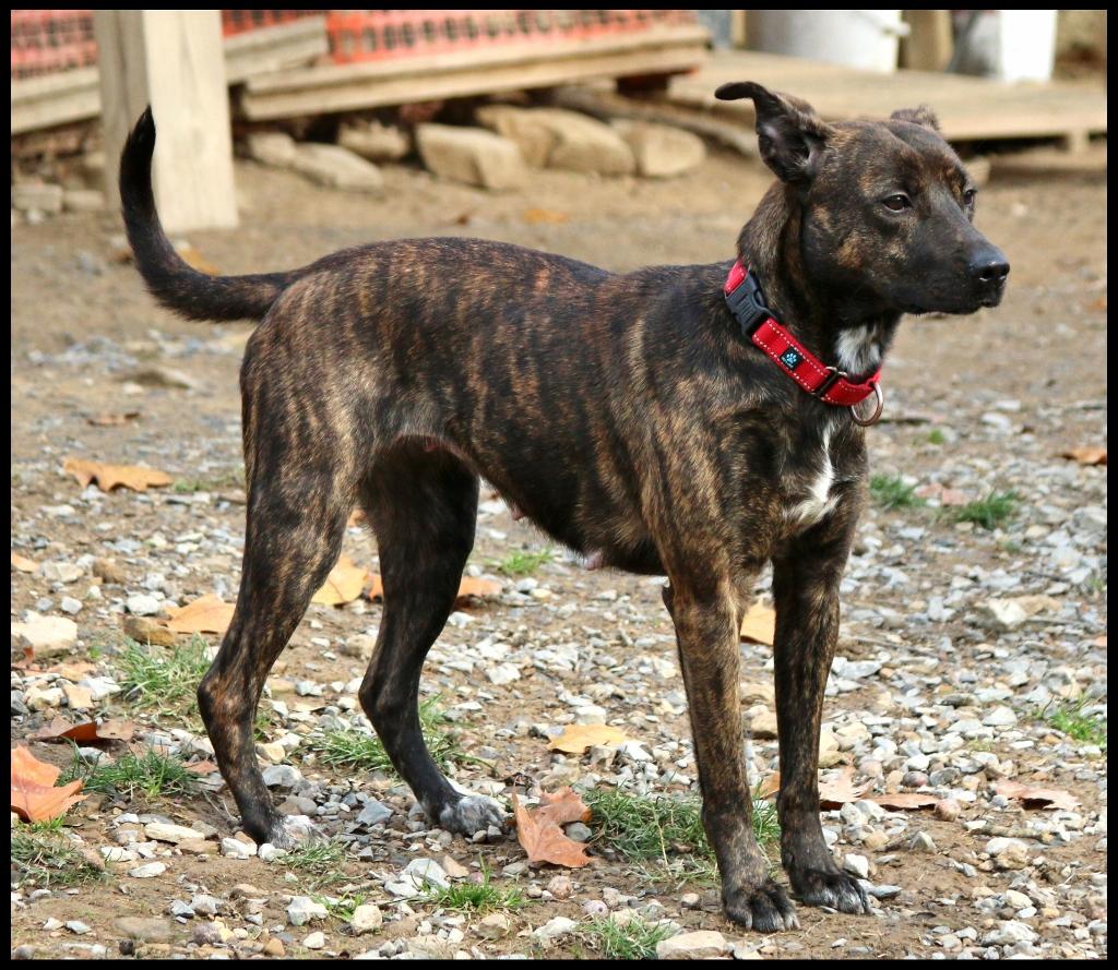Winnie, a Adoptable mixed breed in Shippenville, PA image 3/5