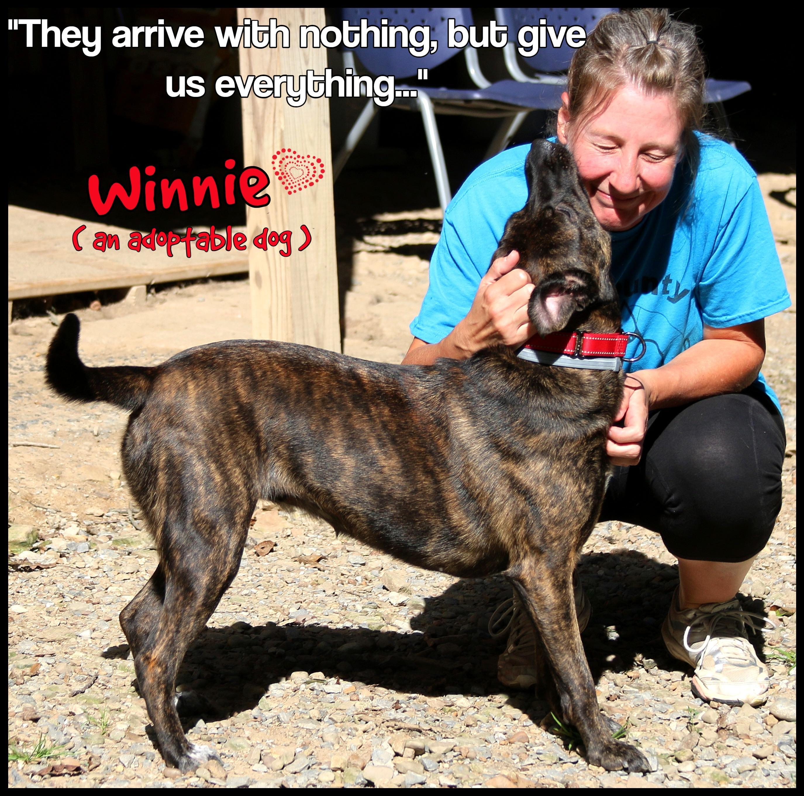 Enlarge Winnie, a Adoptable mixed breed in Shippenville, PA image 2/6