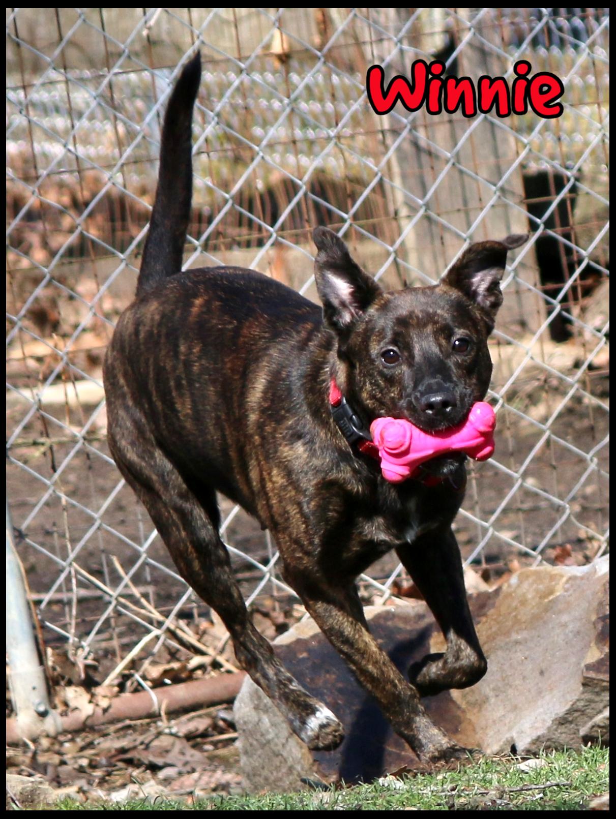 Enlarge Winnie, a Adoptable mixed breed in Shippenville, PA image 1/6