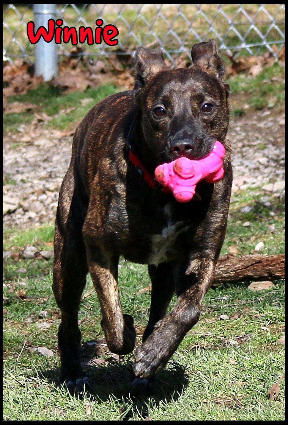 Enlarge Winnie, a Adoptable mixed breed in Shippenville, PA image 2/6