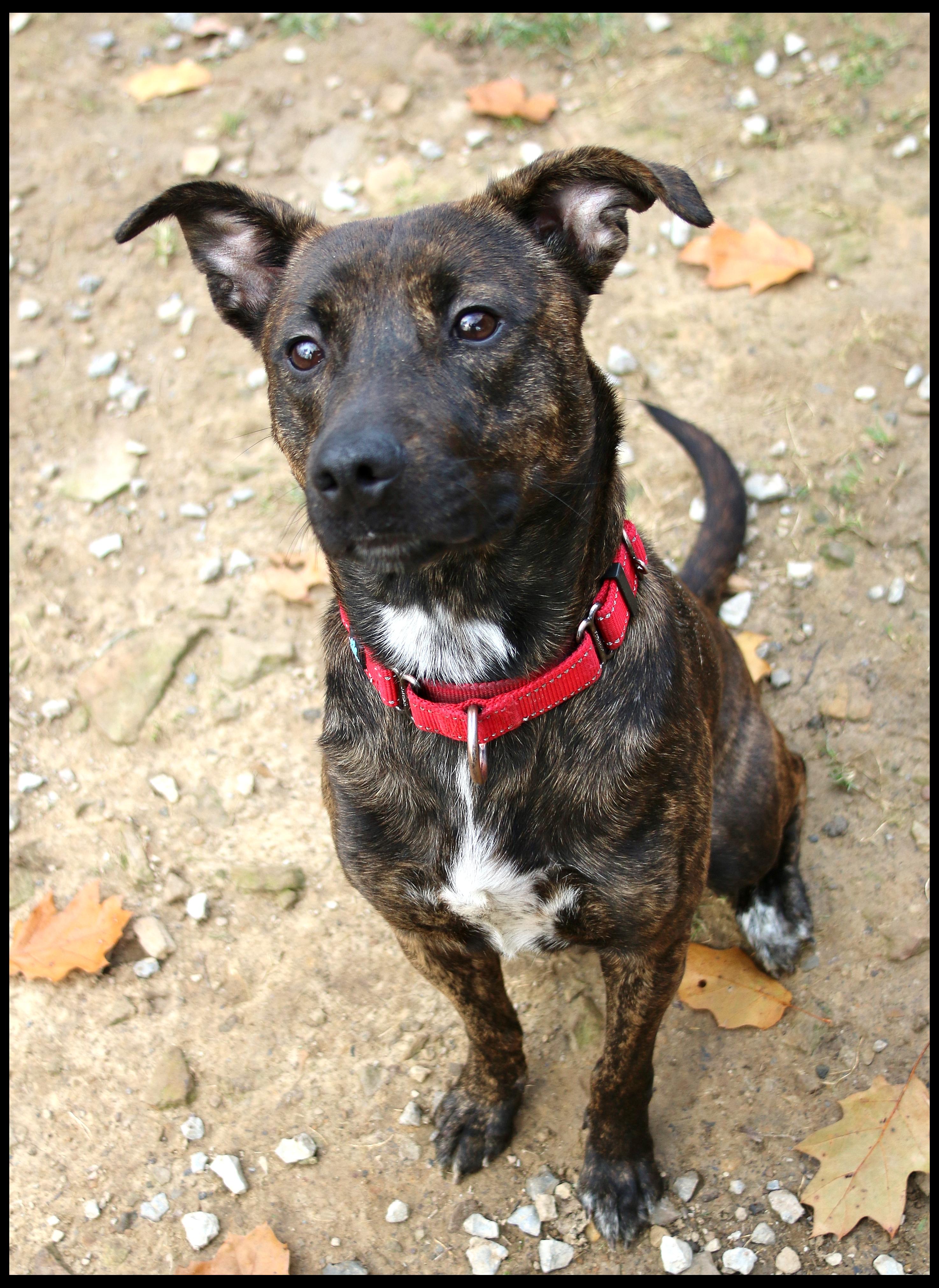Winnie, a Adoptable mixed breed in Shippenville, PA image 5/5