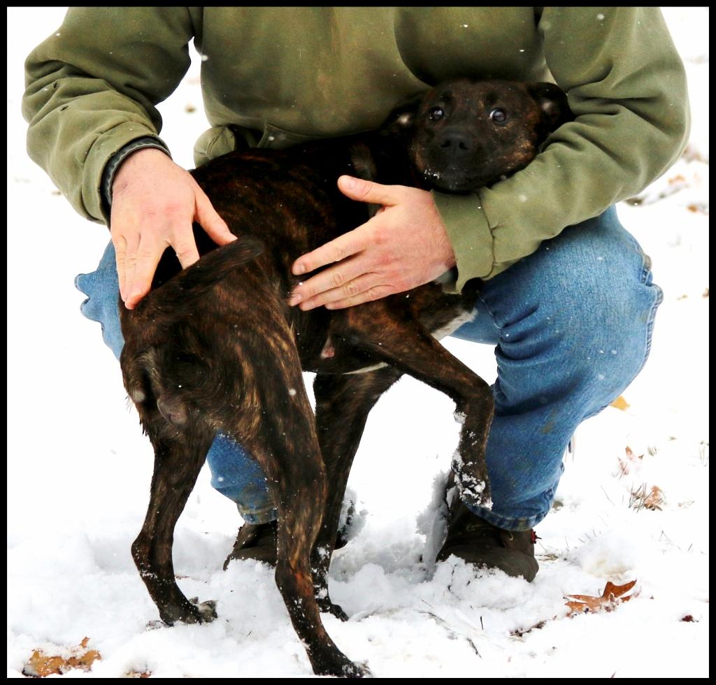 Winnie, a Adoptable mixed breed in Shippenville, PA image 4/5