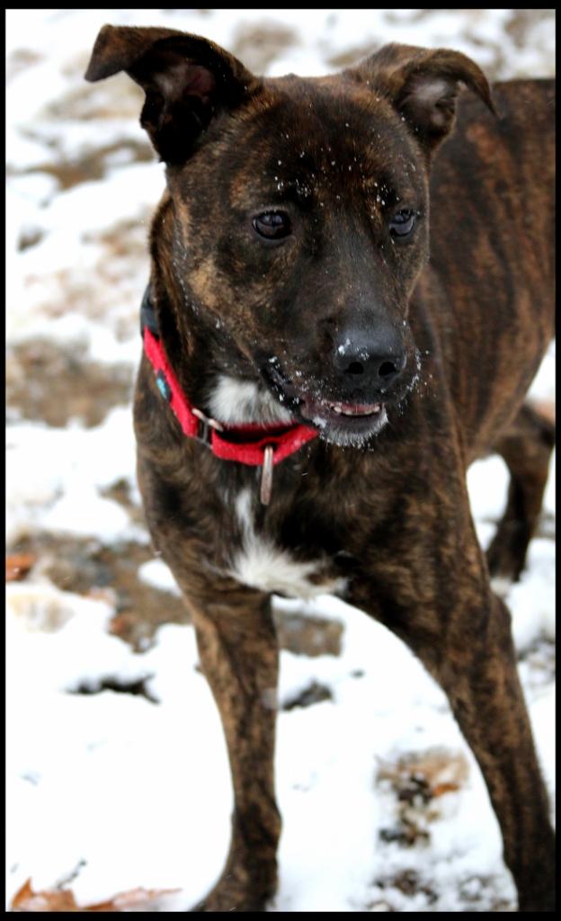 Winnie, a Adoptable mixed breed in Shippenville, PA image 2/5