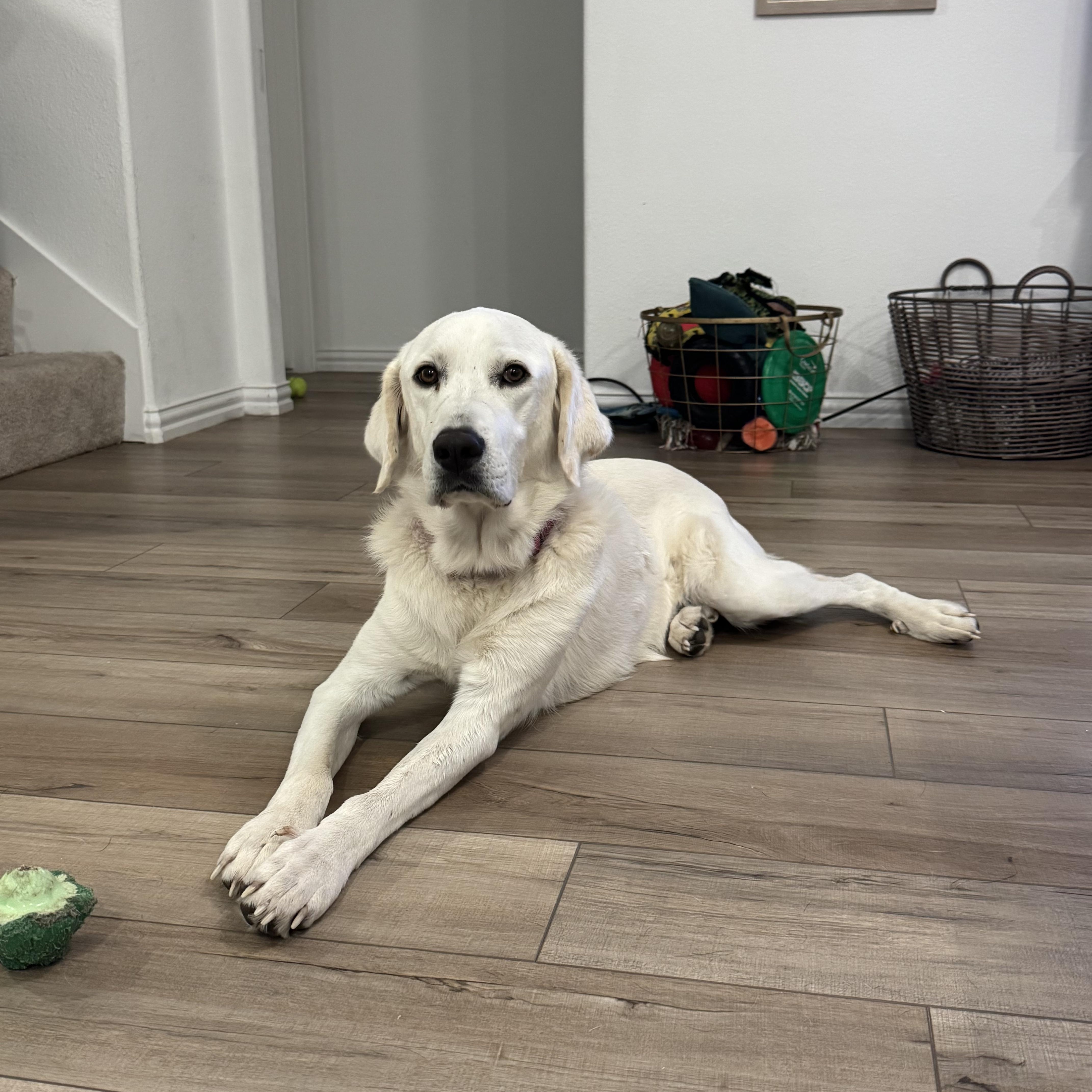 Cotton, a Adoptable mixed breed in Commerce, TX image 4/6