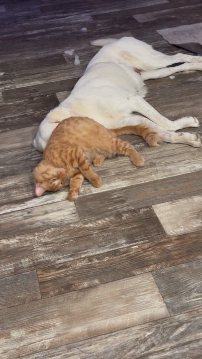 Enlarge Cotton, a Adoptable mixed breed in Commerce, TX video 6/6