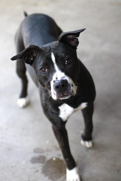 Daisy — thumbnail 3